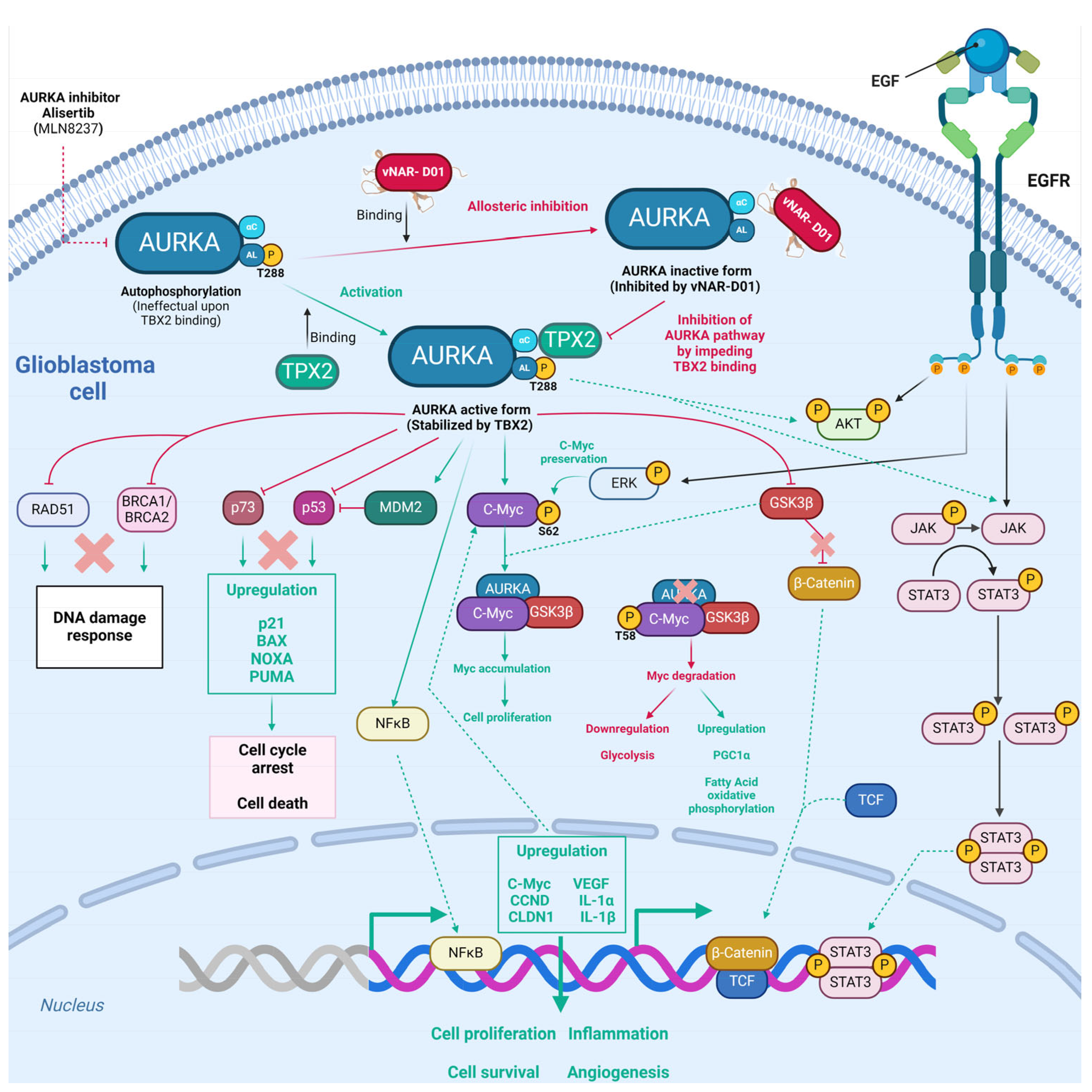 Antibodies 13 00025 g005