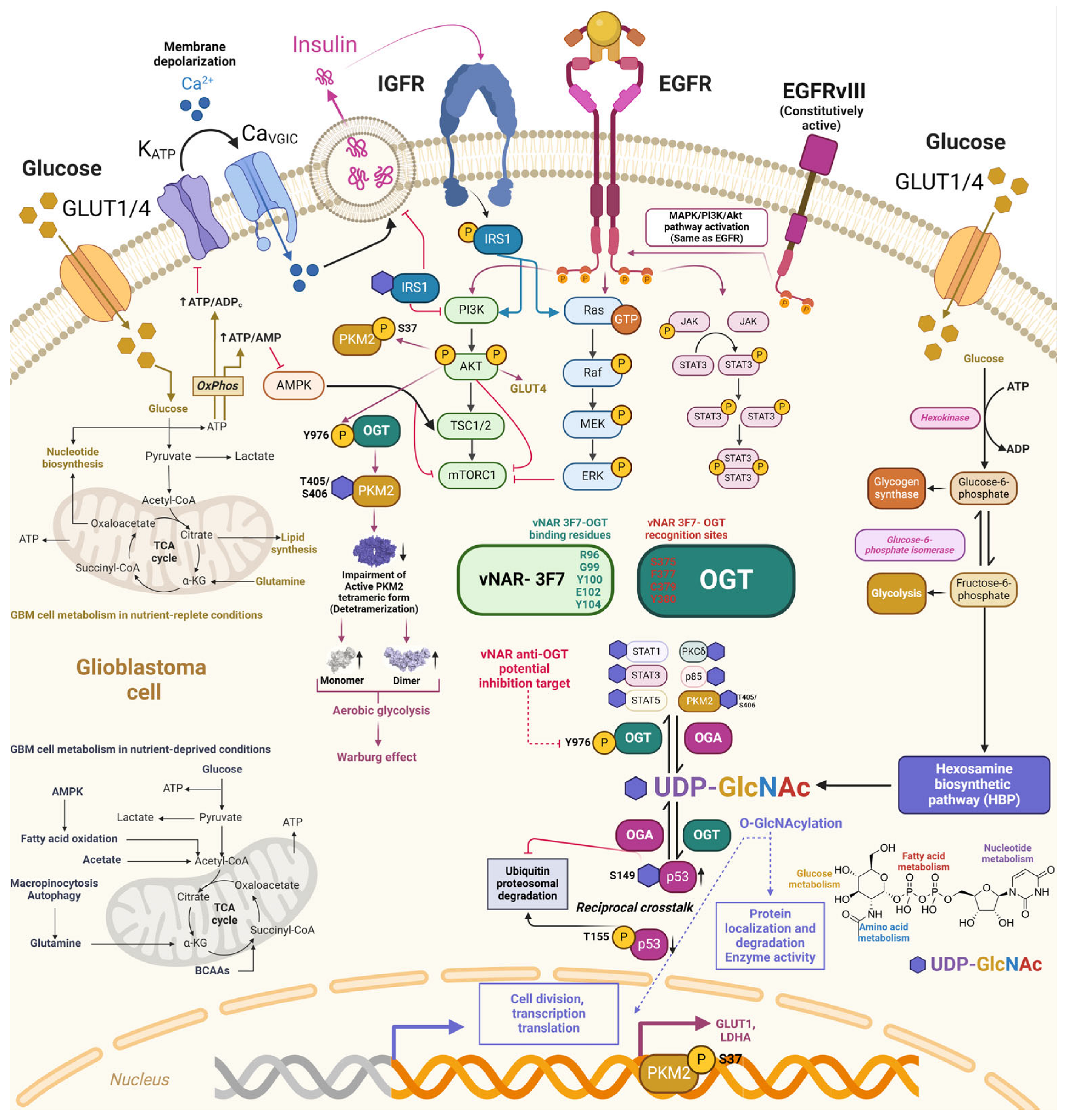 Antibodies 13 00025 g006