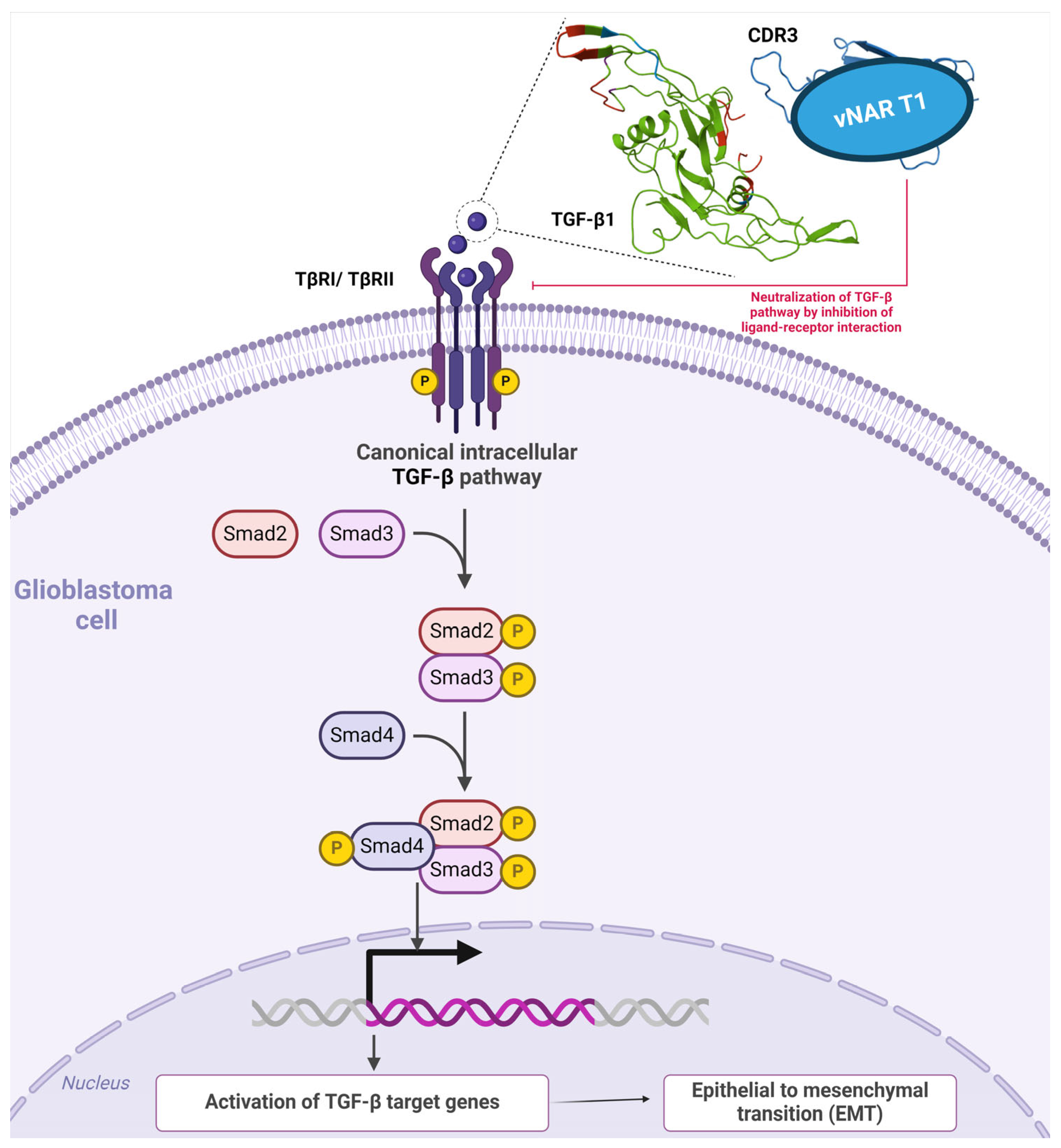 Antibodies 13 00025 g007