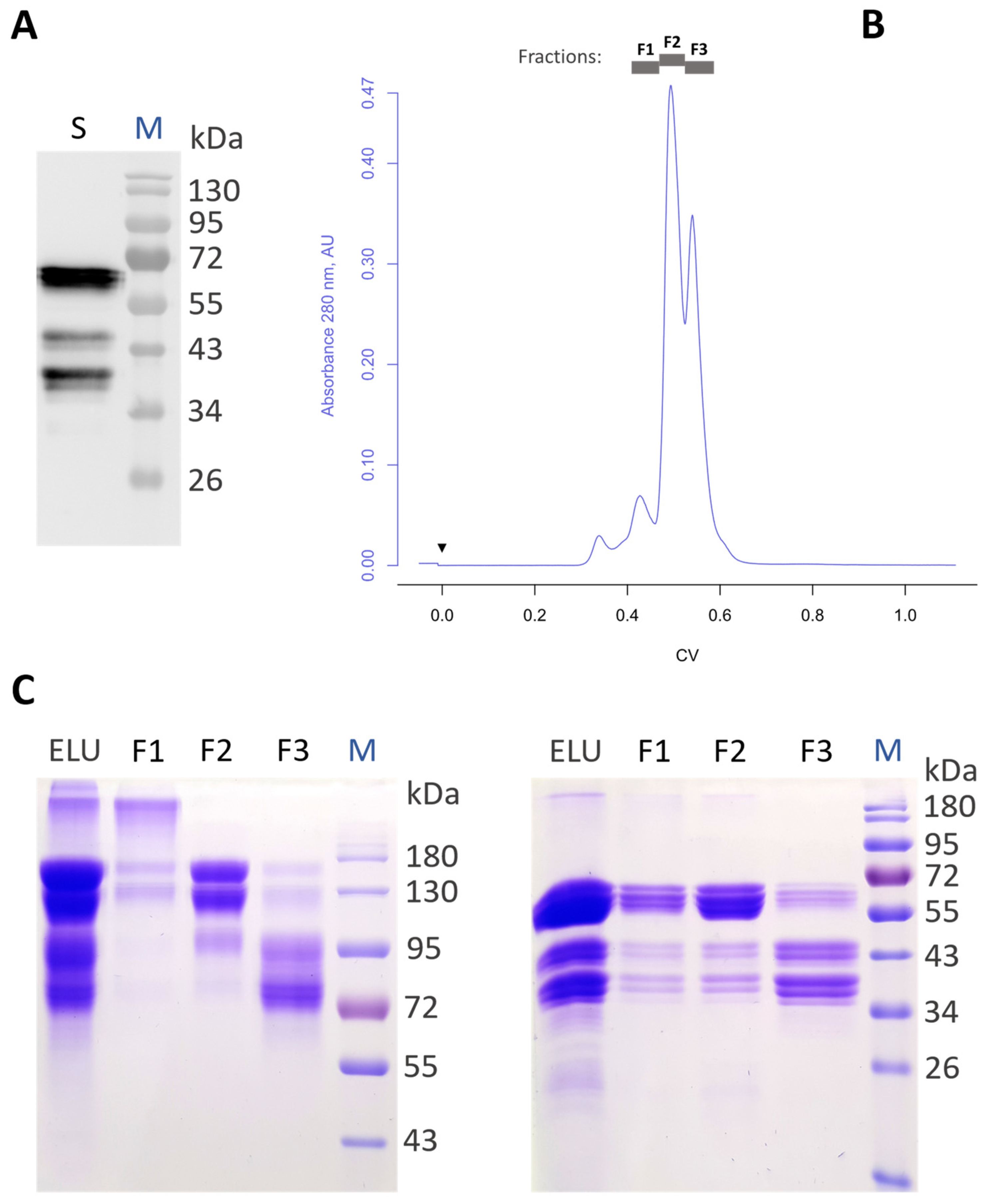 Antibodies 13 00029 g001