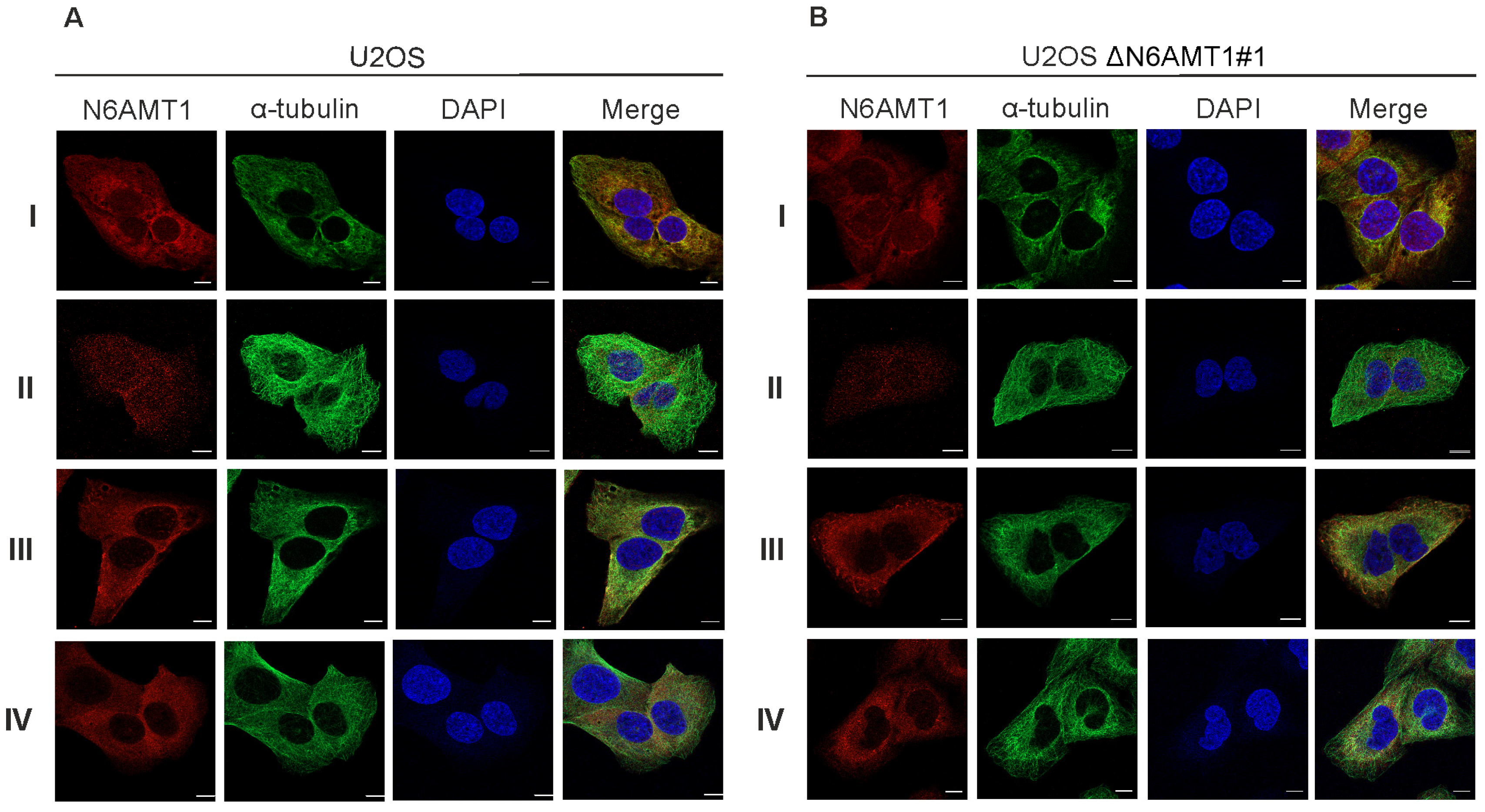 Antibodies 13 00033 g001