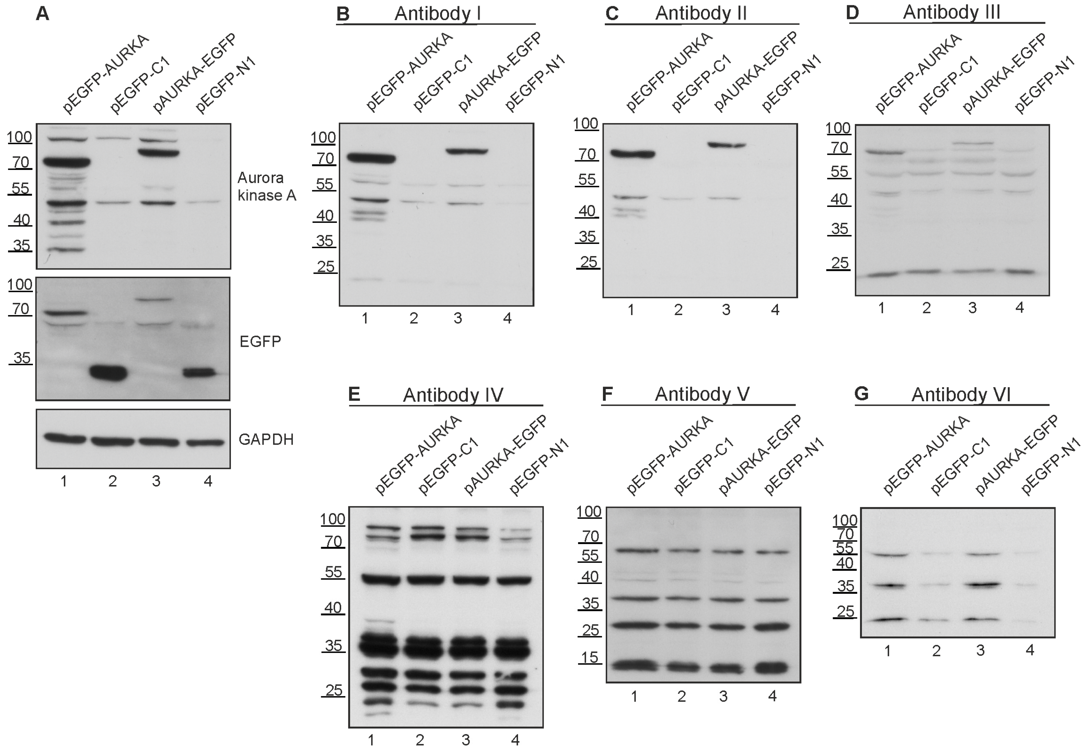 Antibodies 13 00033 g005