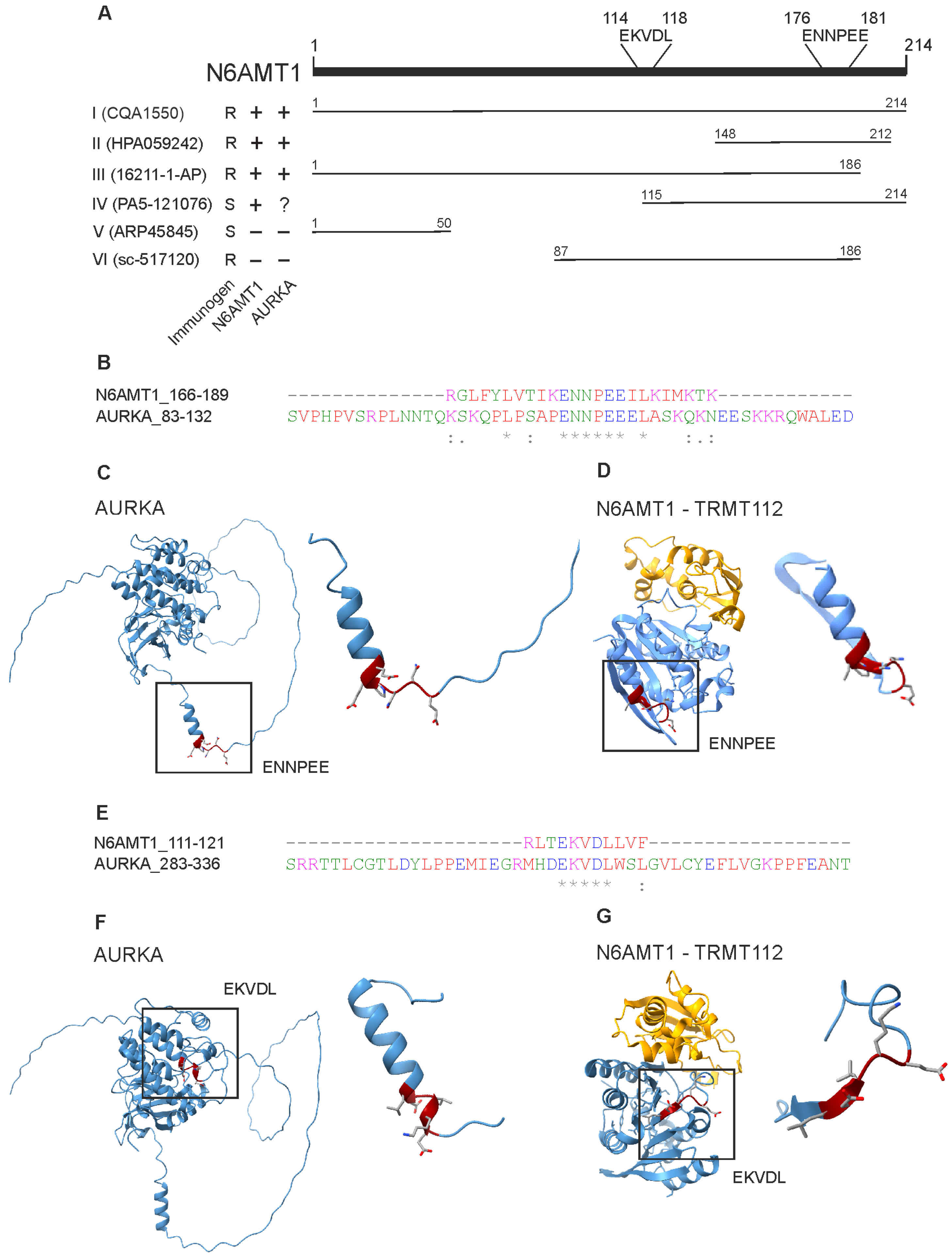 Antibodies 13 00033 g006
