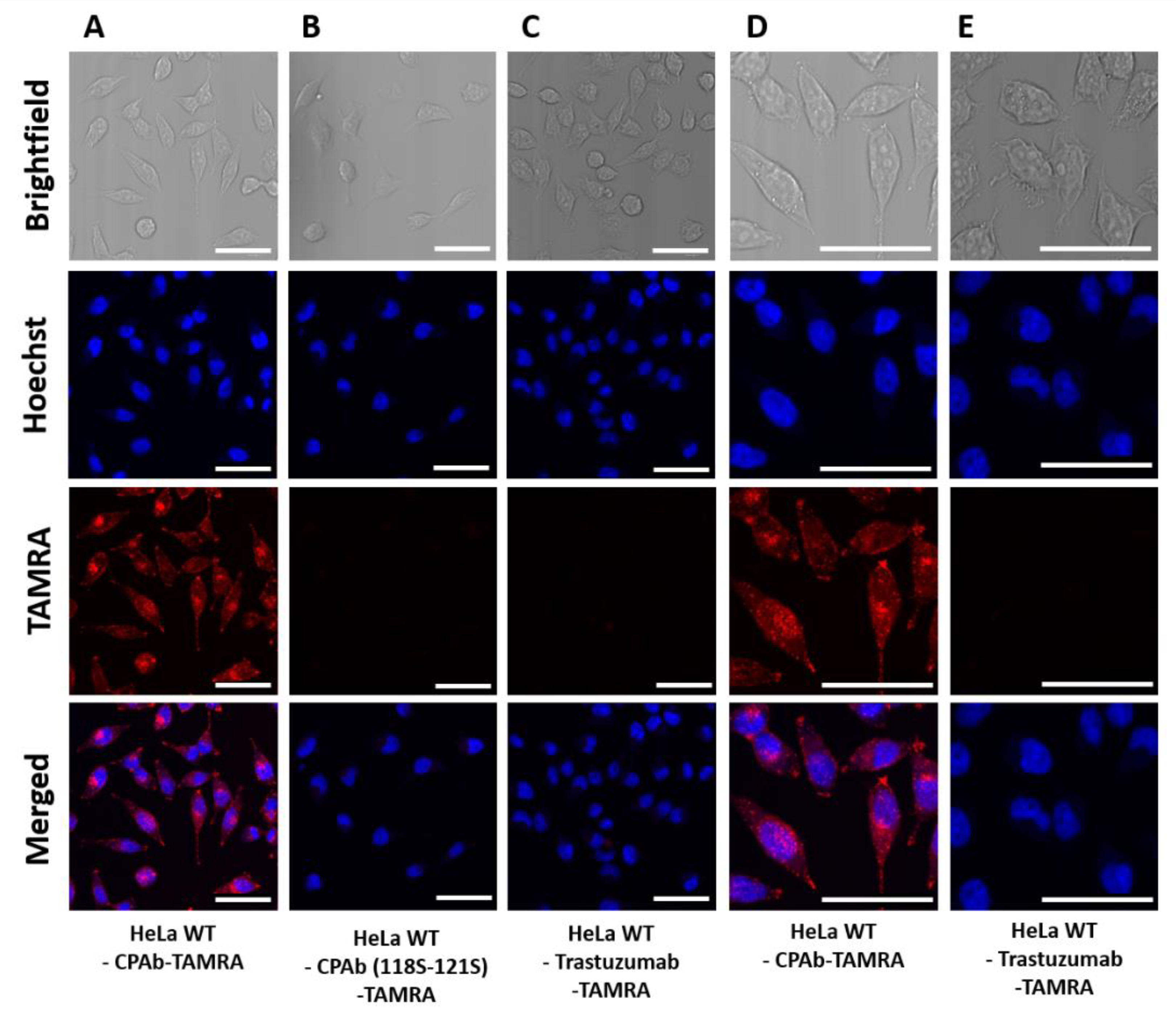 Antibodies 13 00037 g003