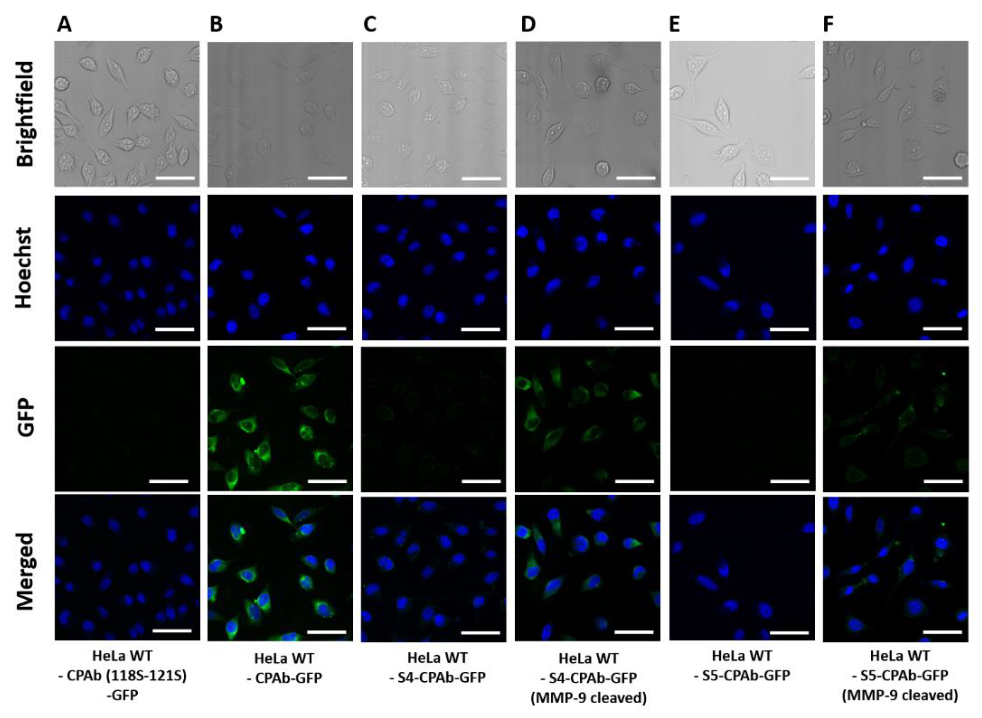 Antibodies 13 00037 g007
