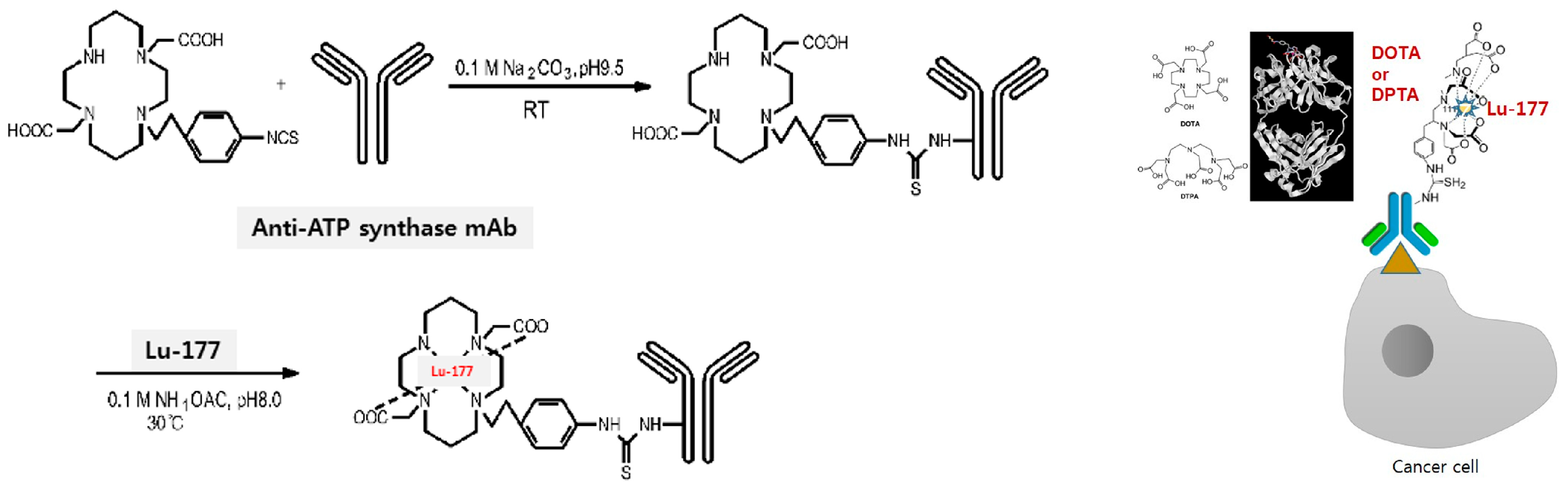 Antibodies 13 00051 g001