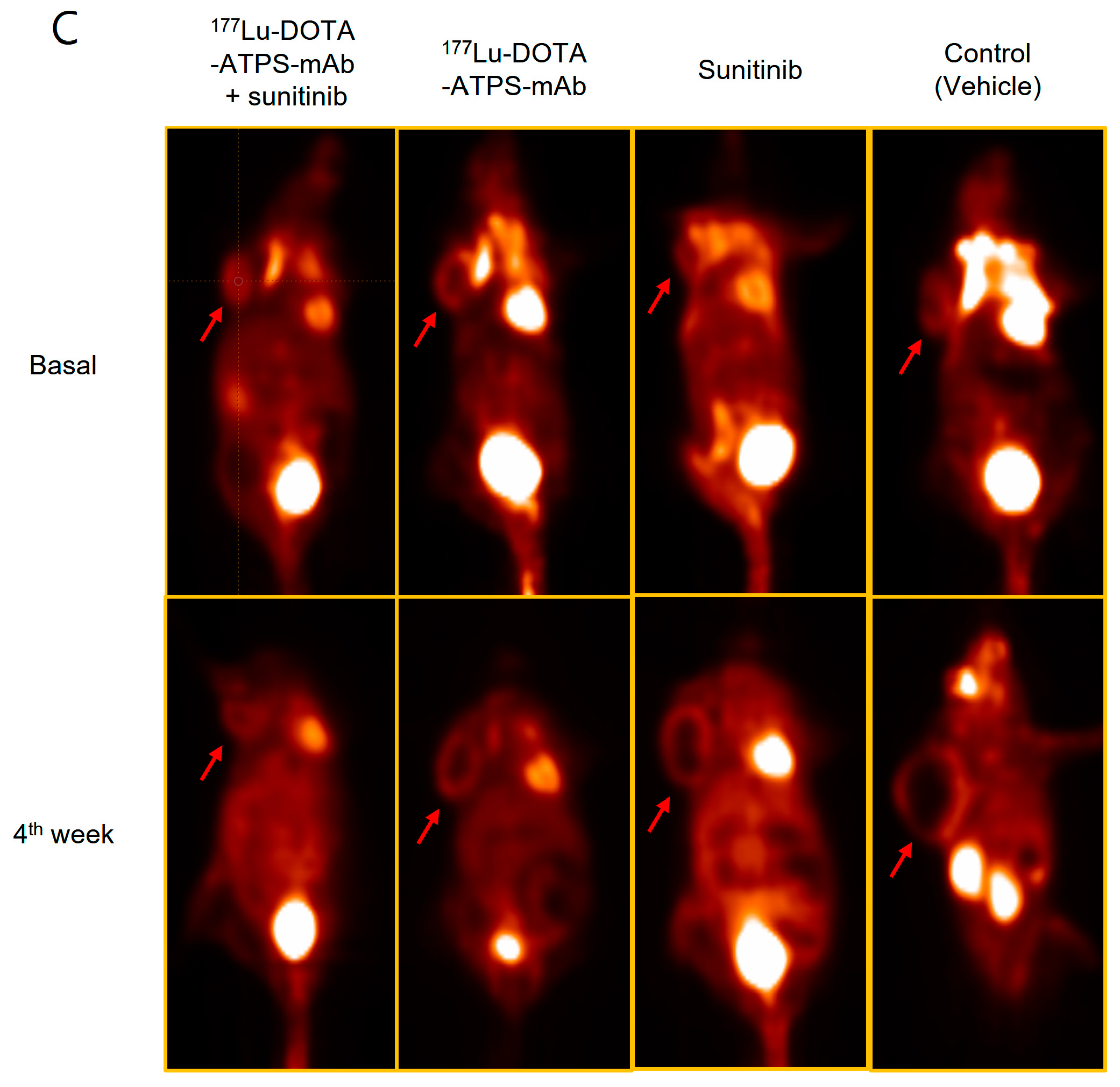 Antibodies 13 00051 g008b