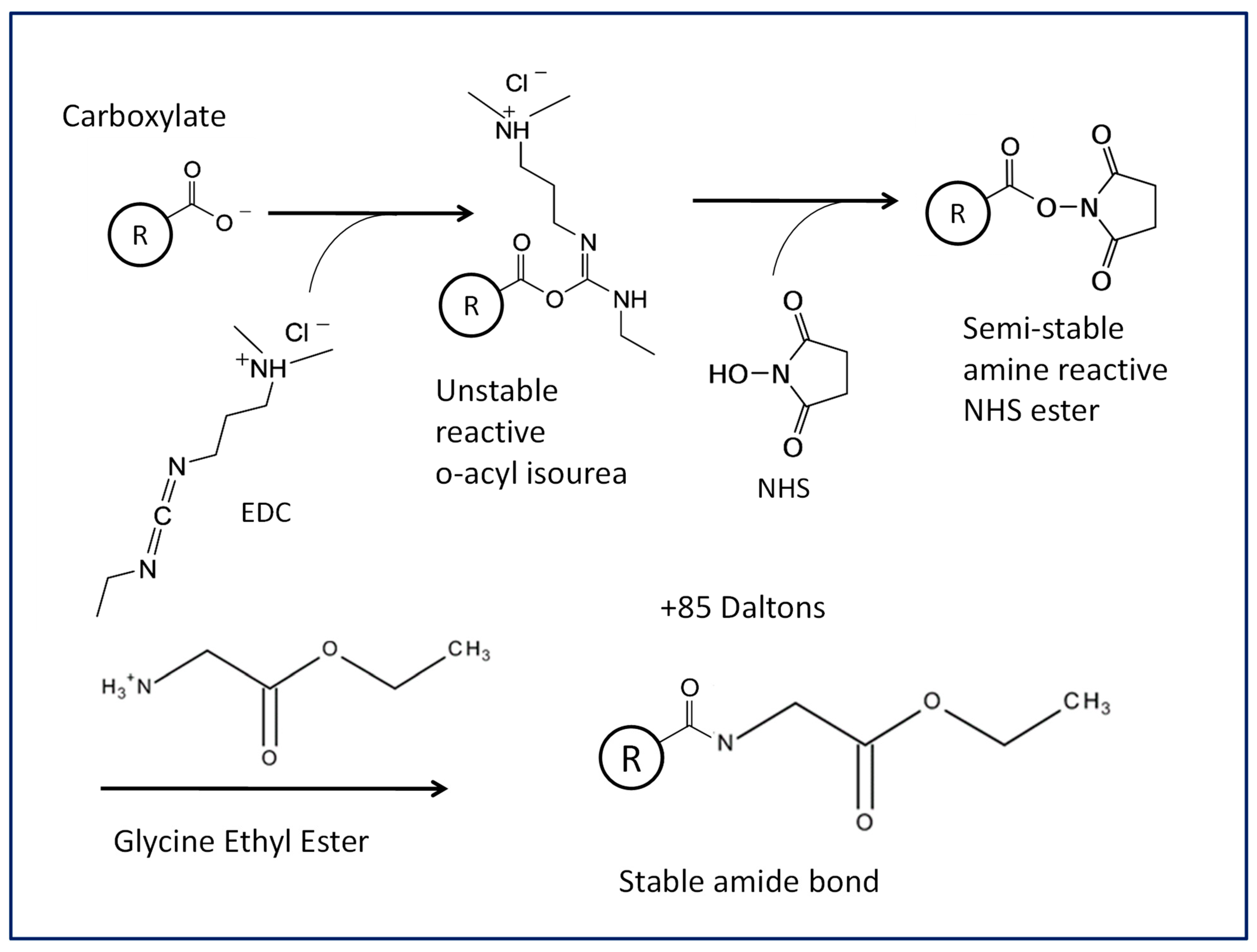 Antibodies 13 00052 g001