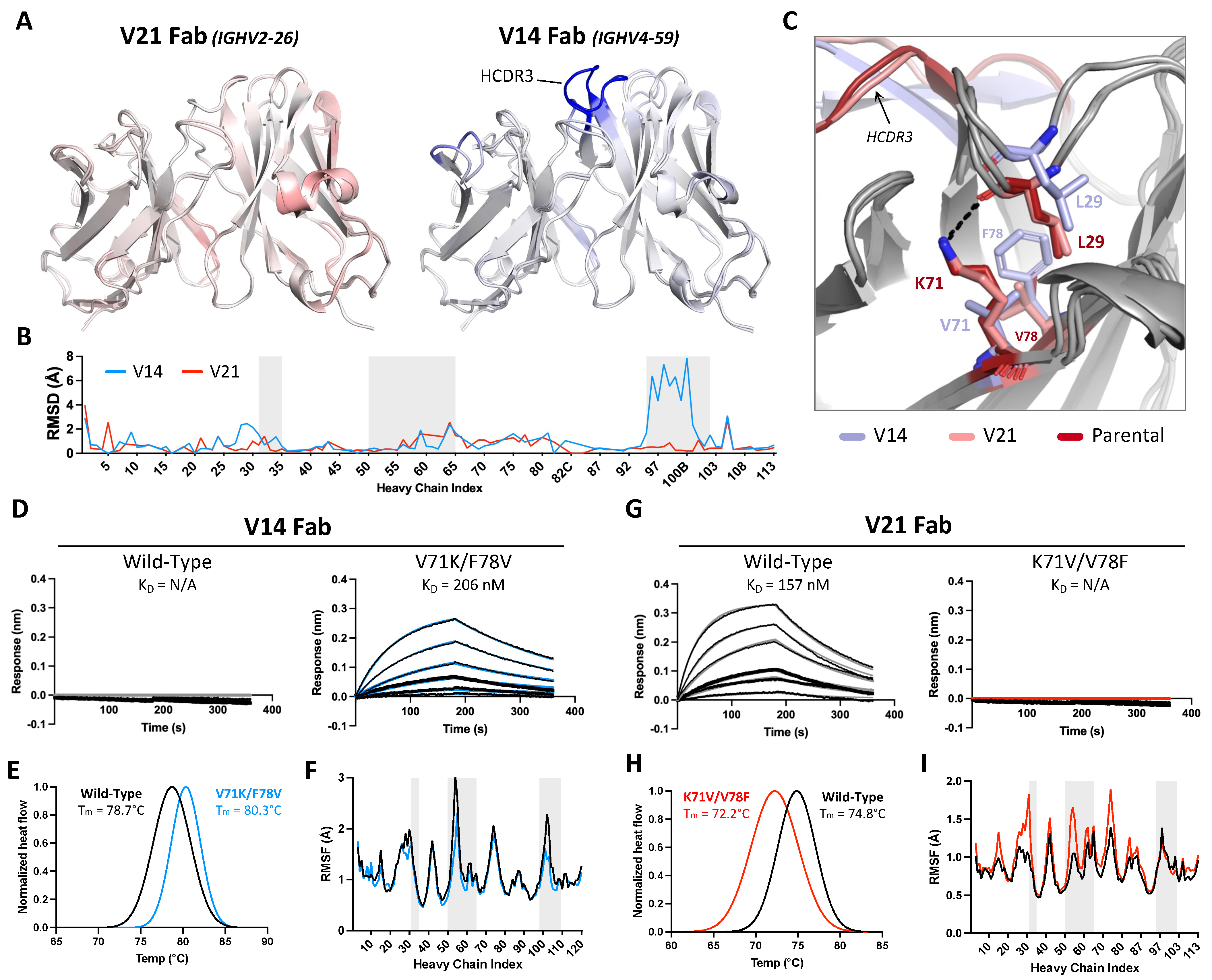 Antibodies 13 00057 g003