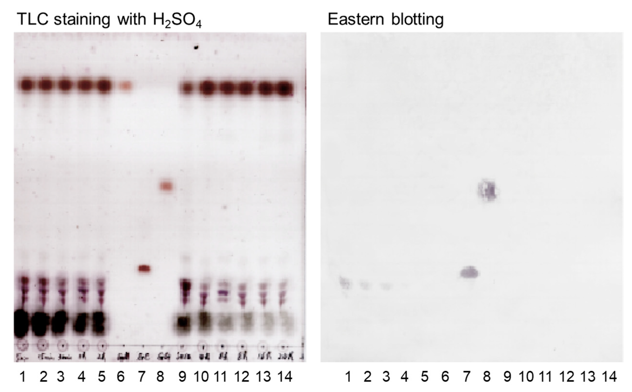 Antibodies 13 00060 g004