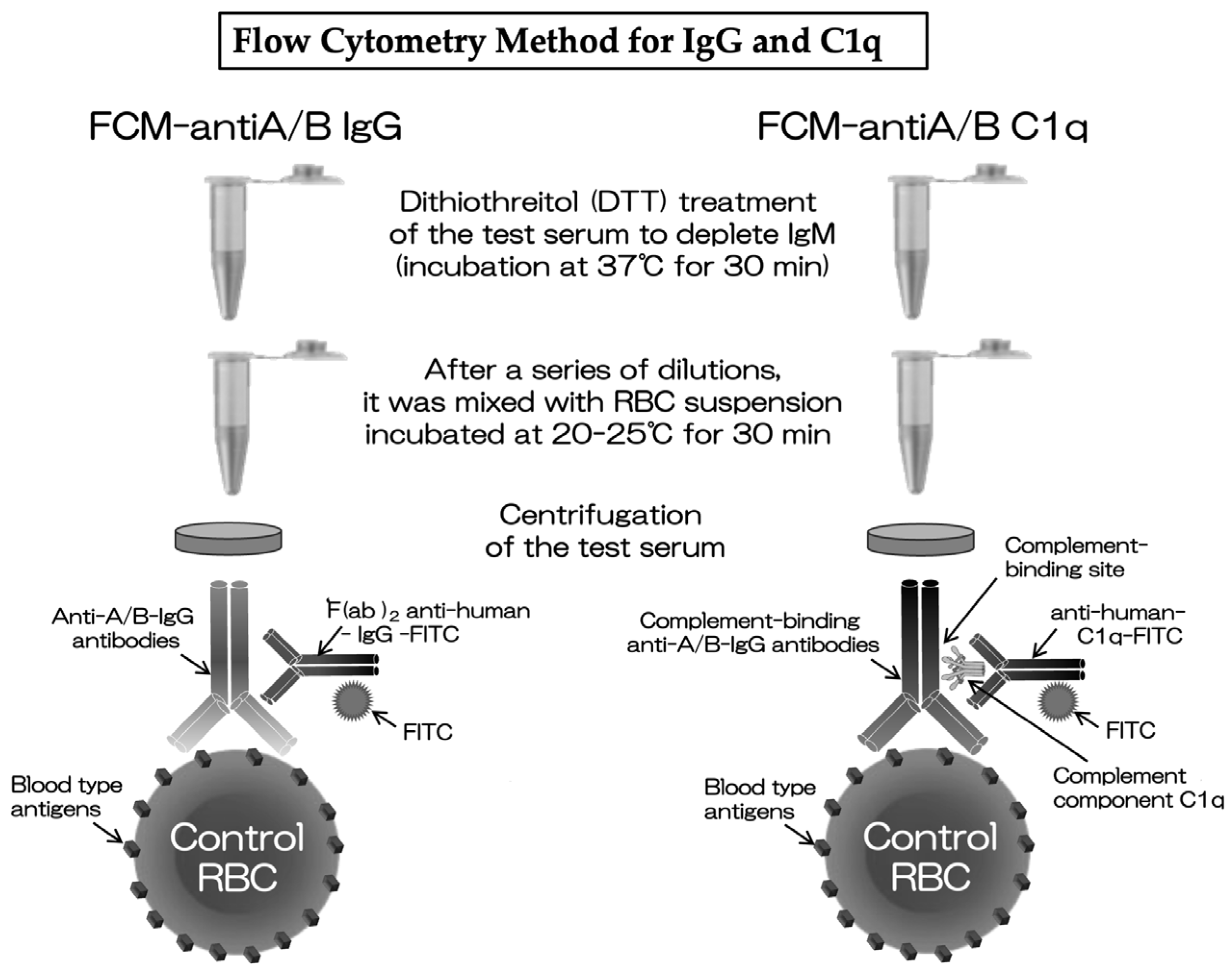 Antibodies 13 00062 g001
