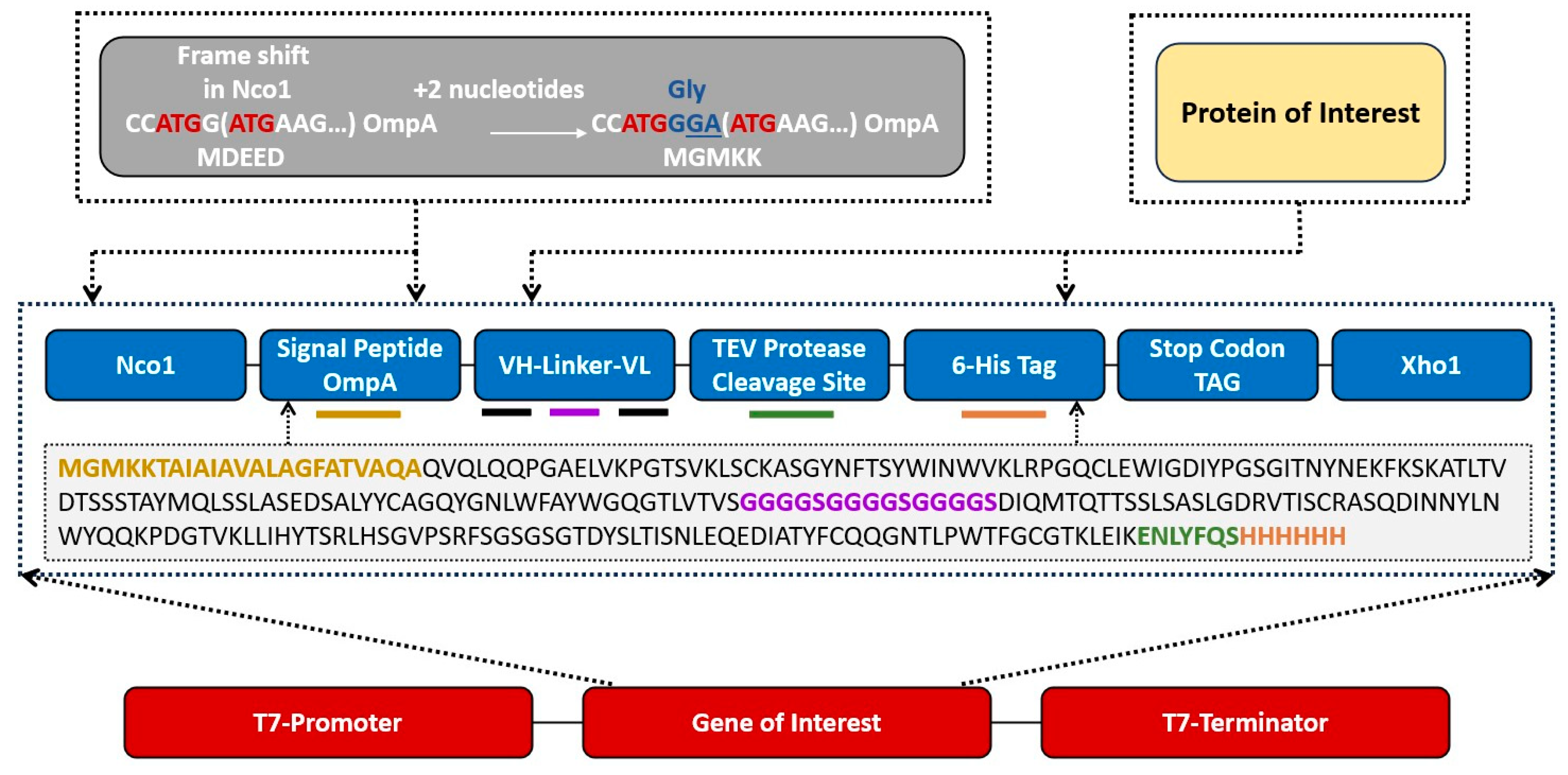 Antibodies 13 00064 g001 Antibodies 13 00064 g001