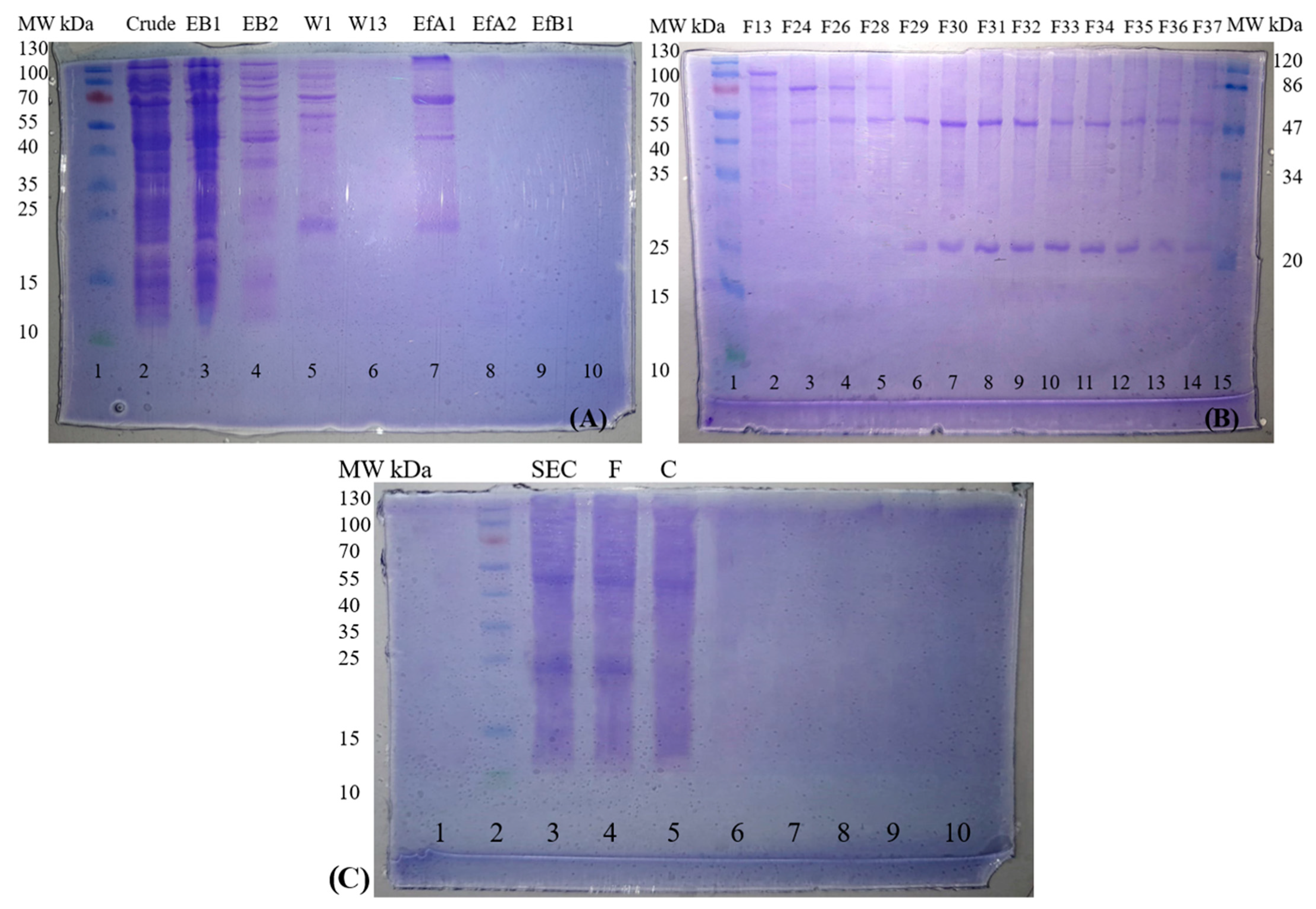 Antibodies 13 00064 g005 Antibodies 13 00064 g005