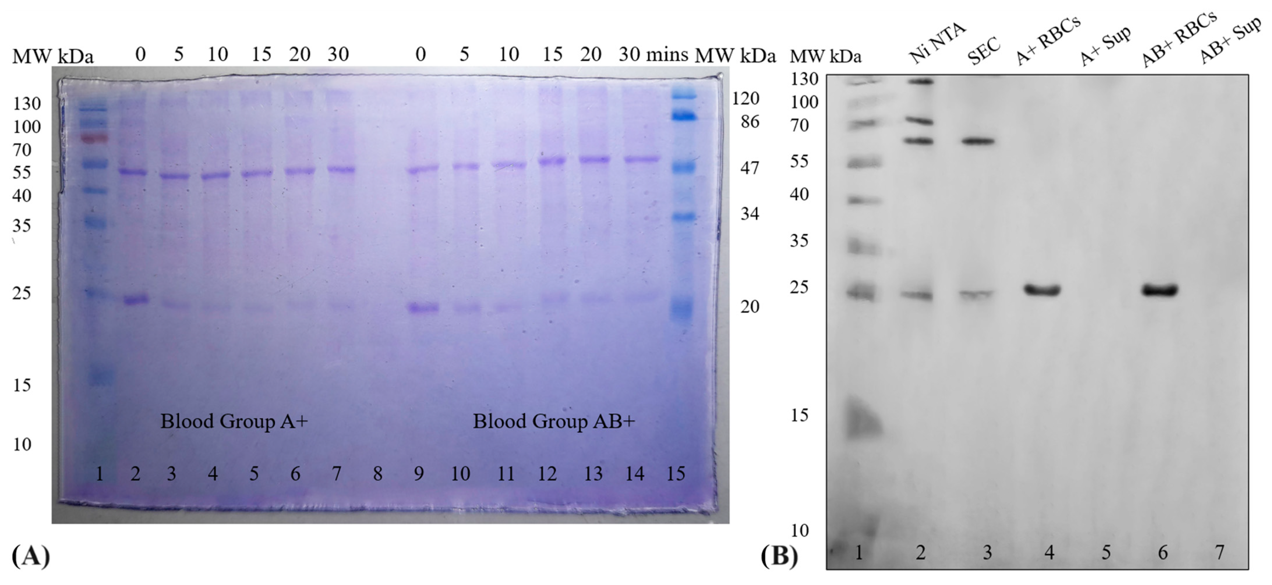 Antibodies 13 00064 g007 Antibodies 13 00064 g007