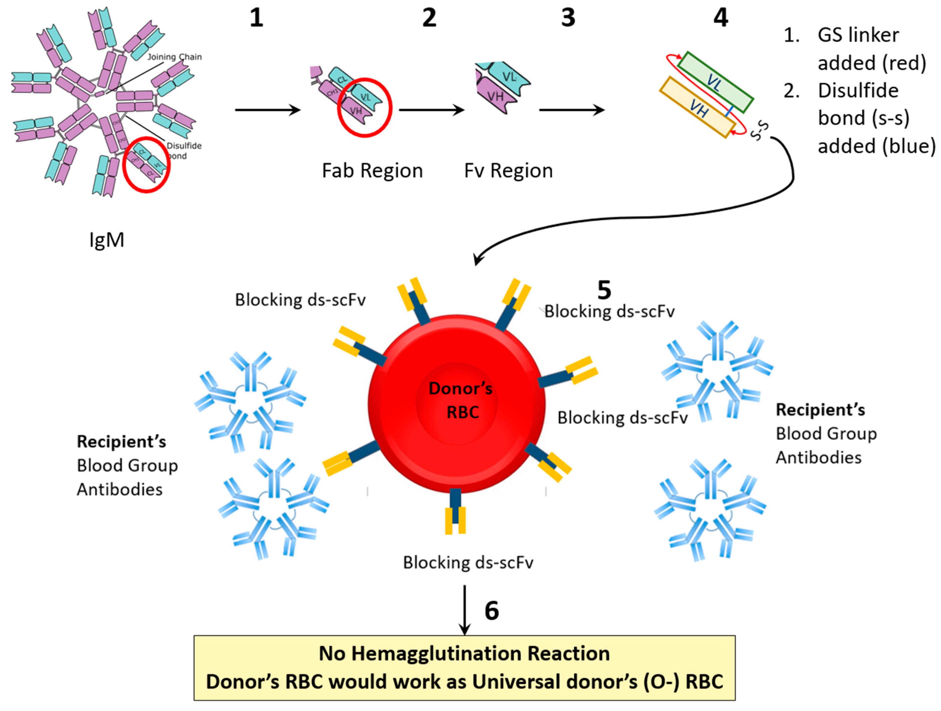 Antibodies 13 00064 g0a1 Antibodies 13 00064 g0a1