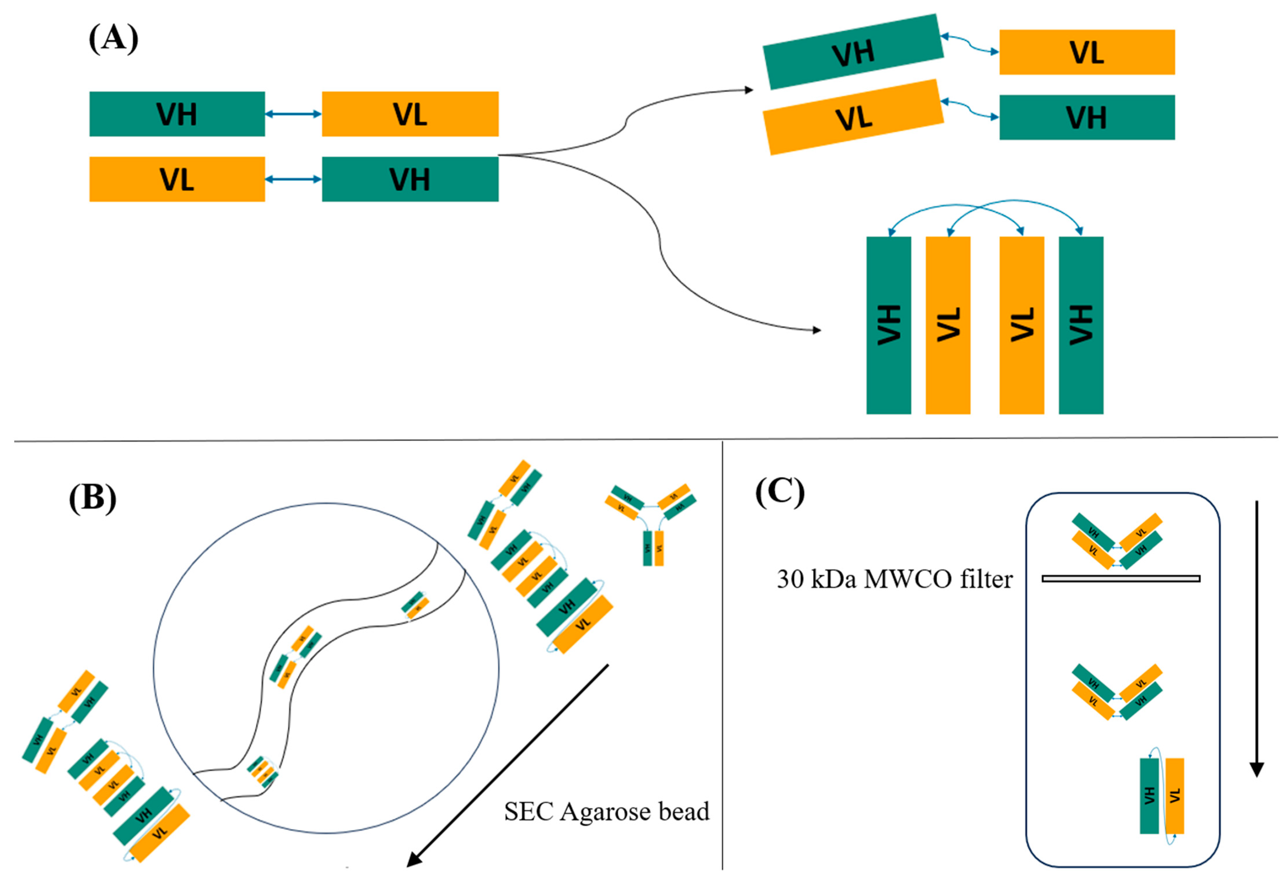 Antibodies 13 00064 g0a9 Antibodies 13 00064 g0a9