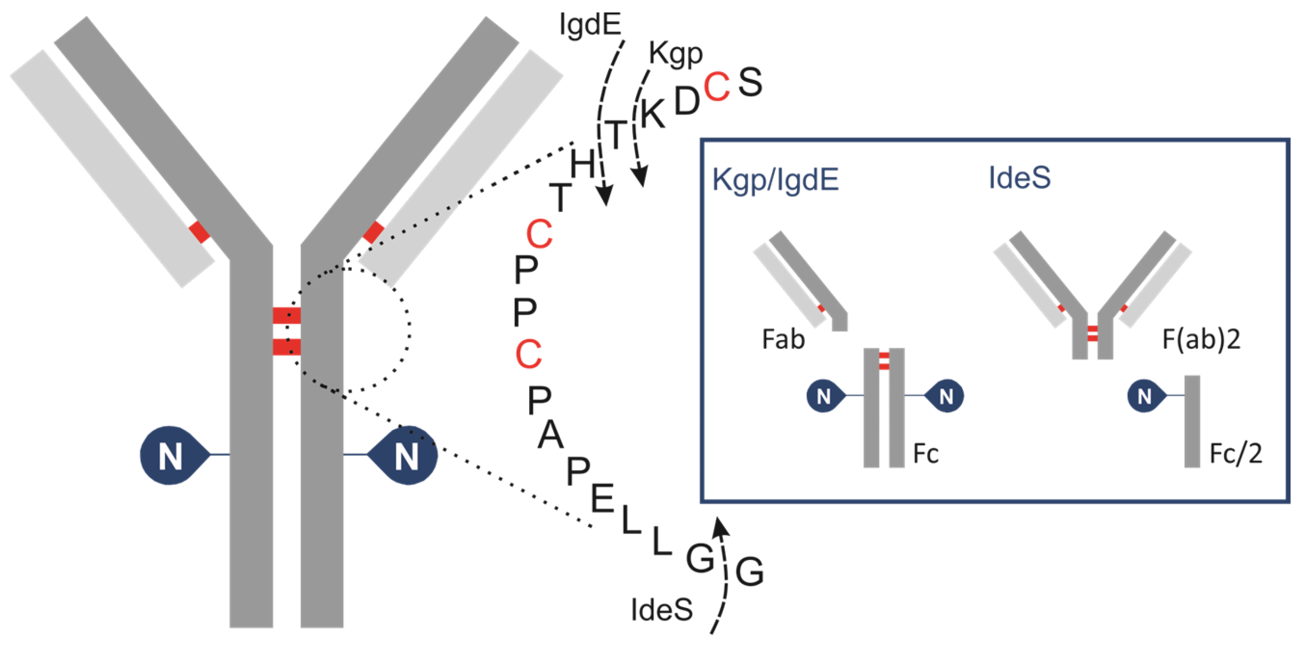 Antibodies 13 00066 g001