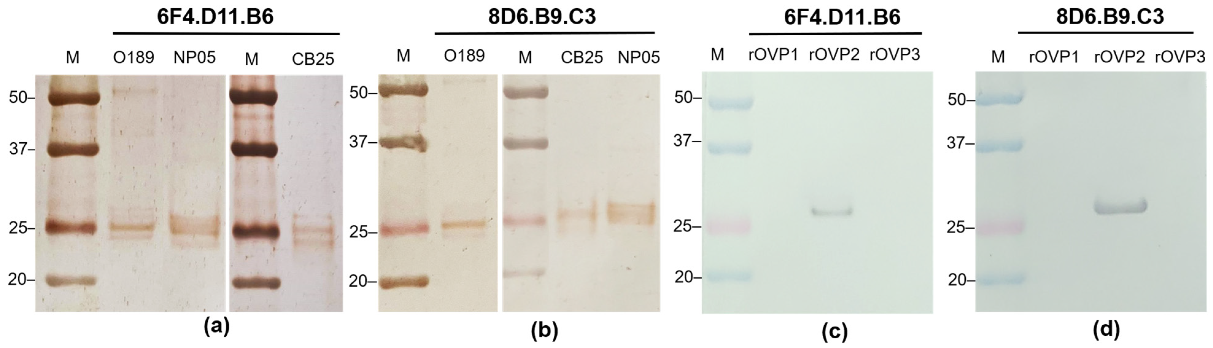 Antibodies 13 00067 g002