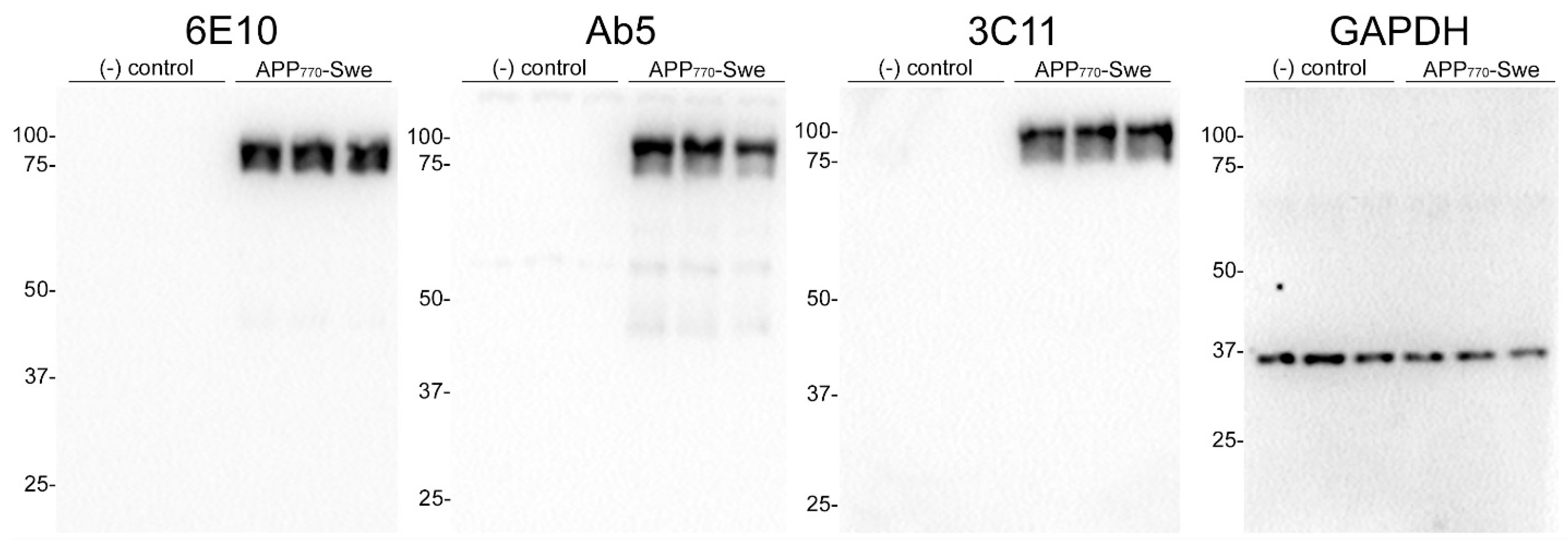 Antibodies 13 00068 g002
