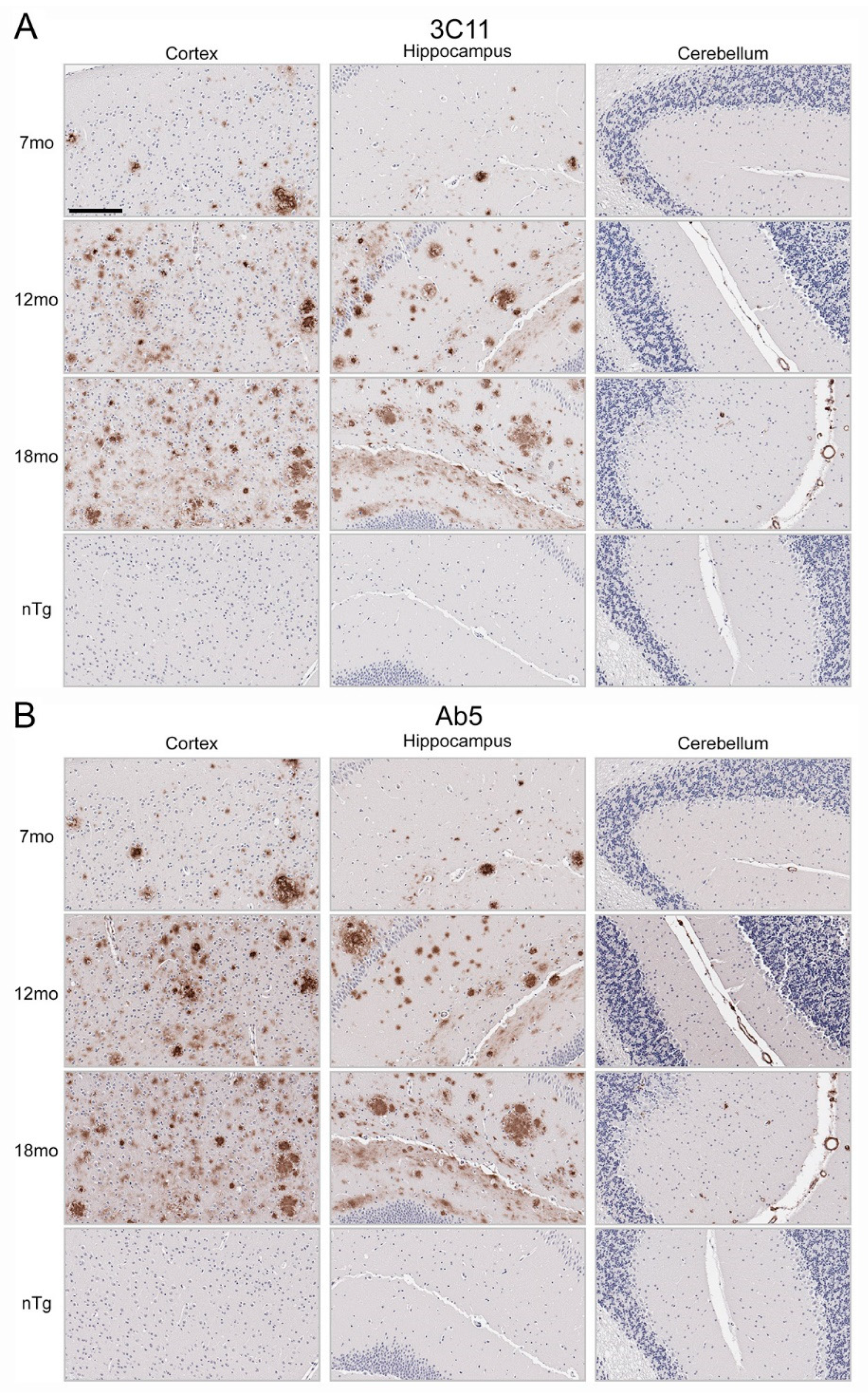 Antibodies 13 00068 g003