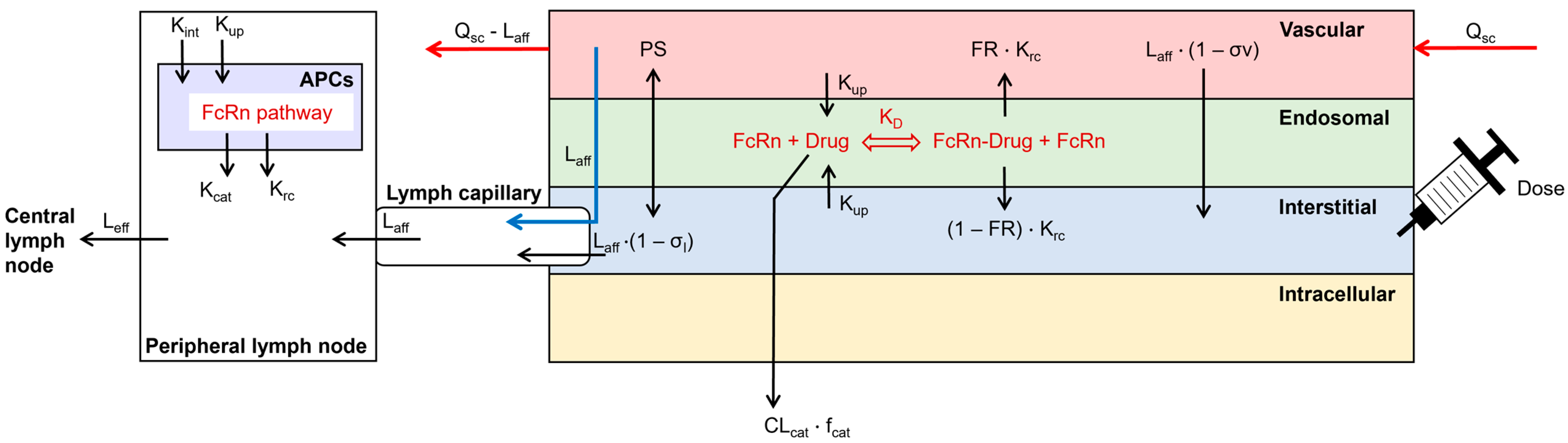 Antibodies 13 00070 g001