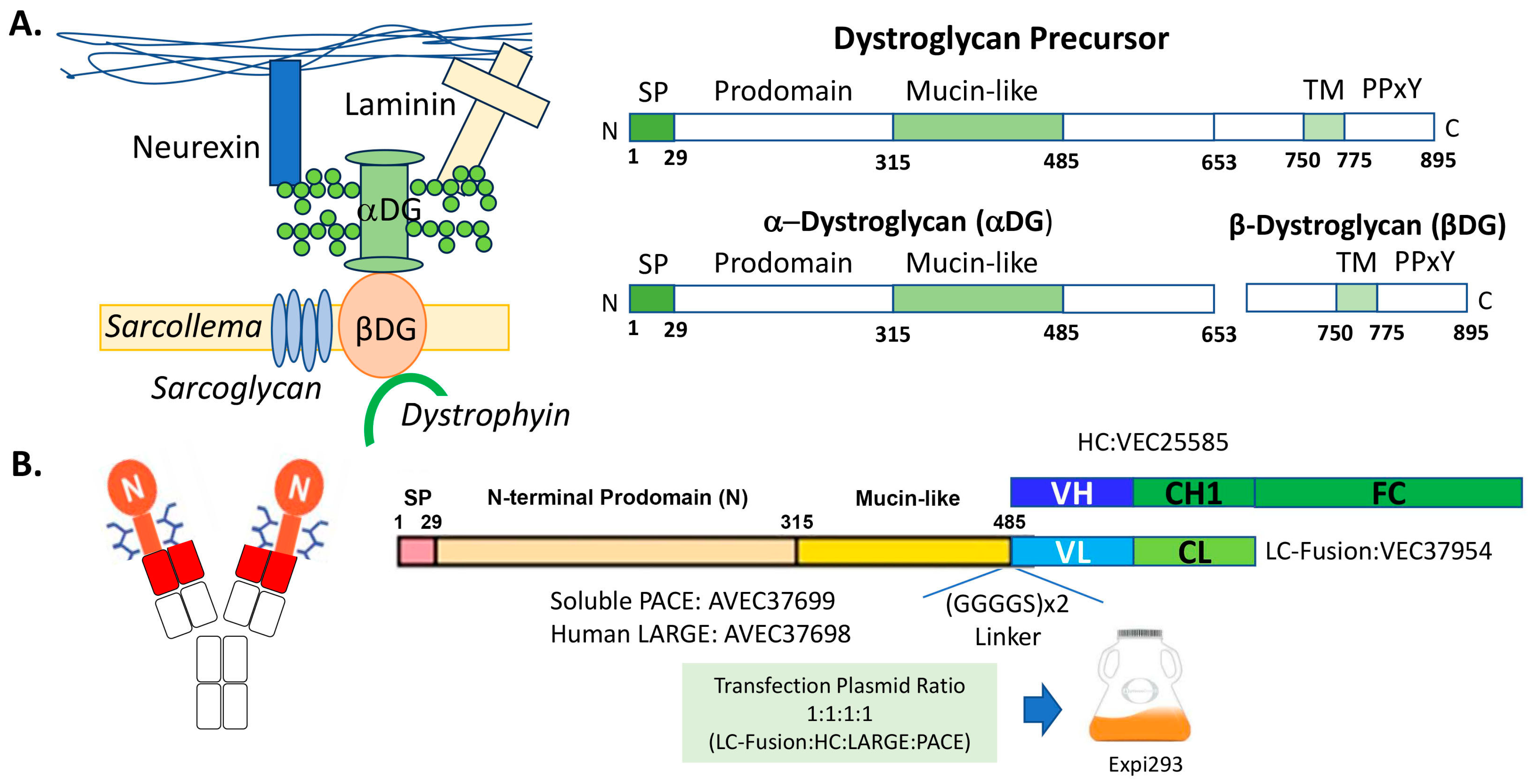 Antibodies 13 00083 g001