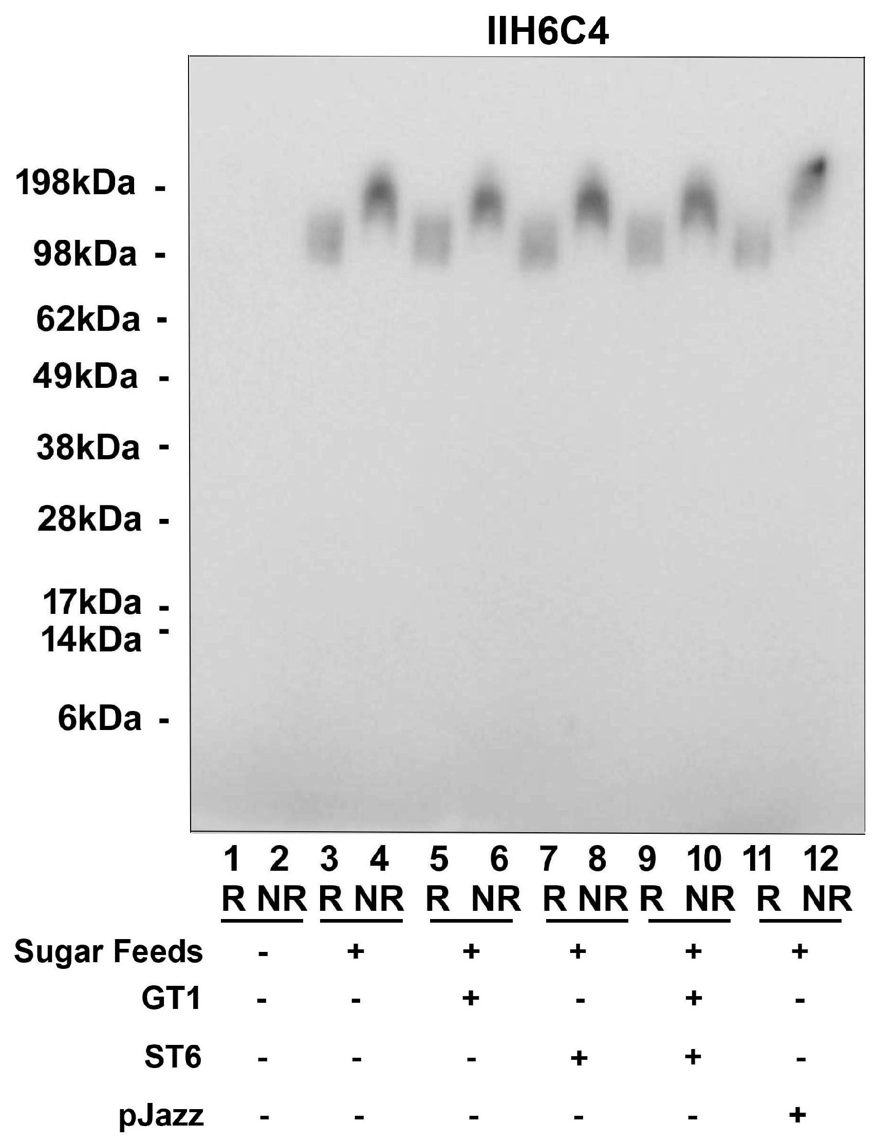 Antibodies 13 00083 g007