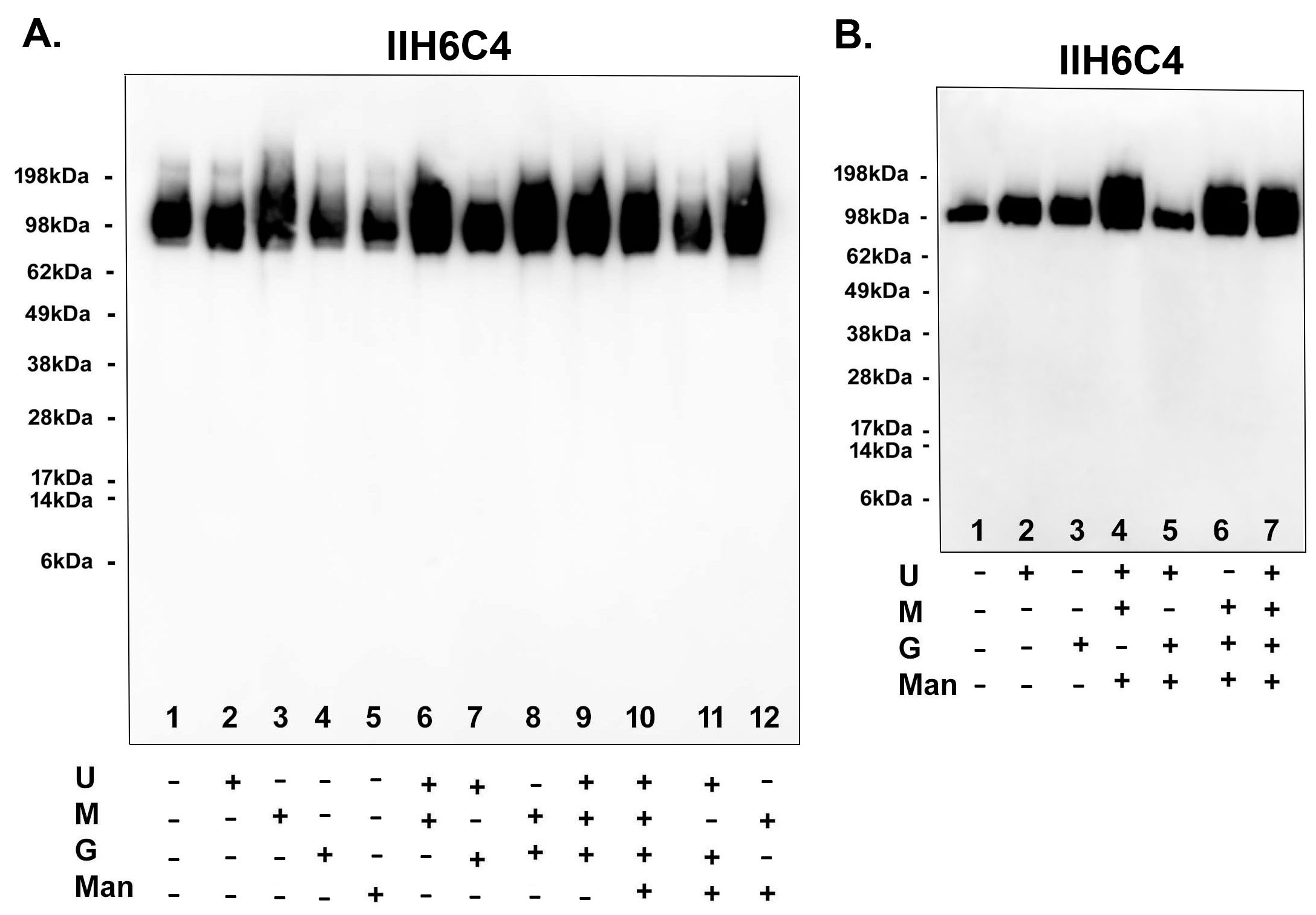 Antibodies 13 00083 g008