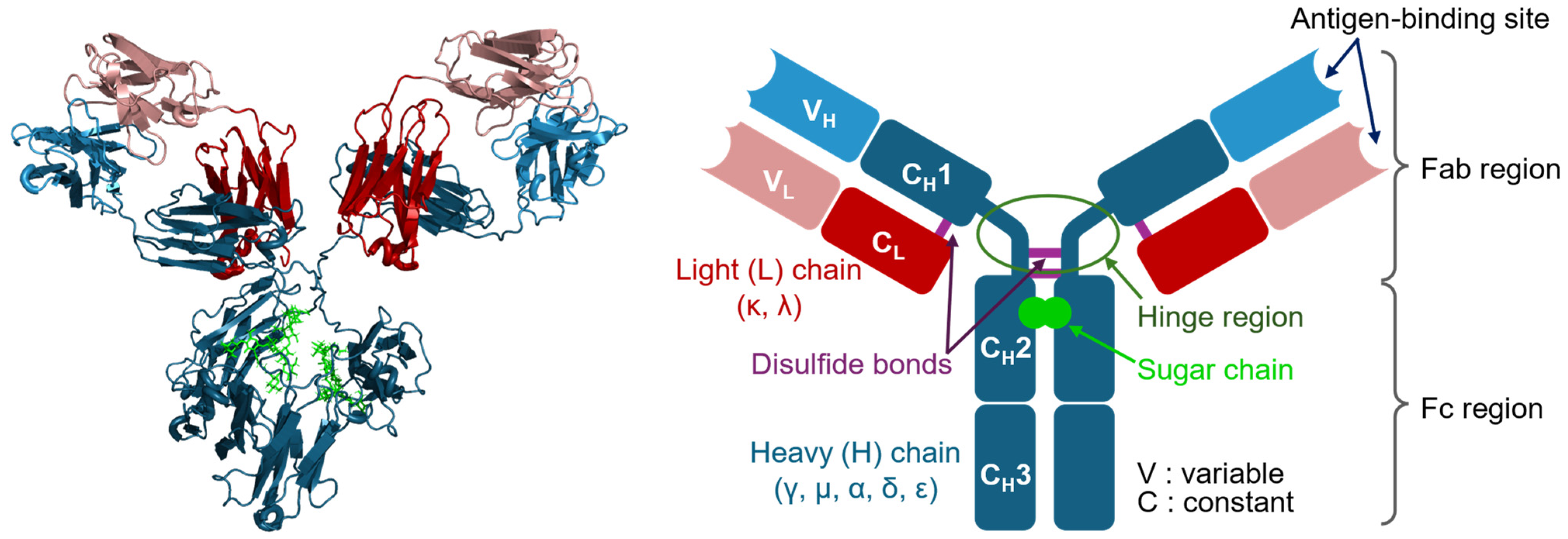 Antibodies 13 00090 g001