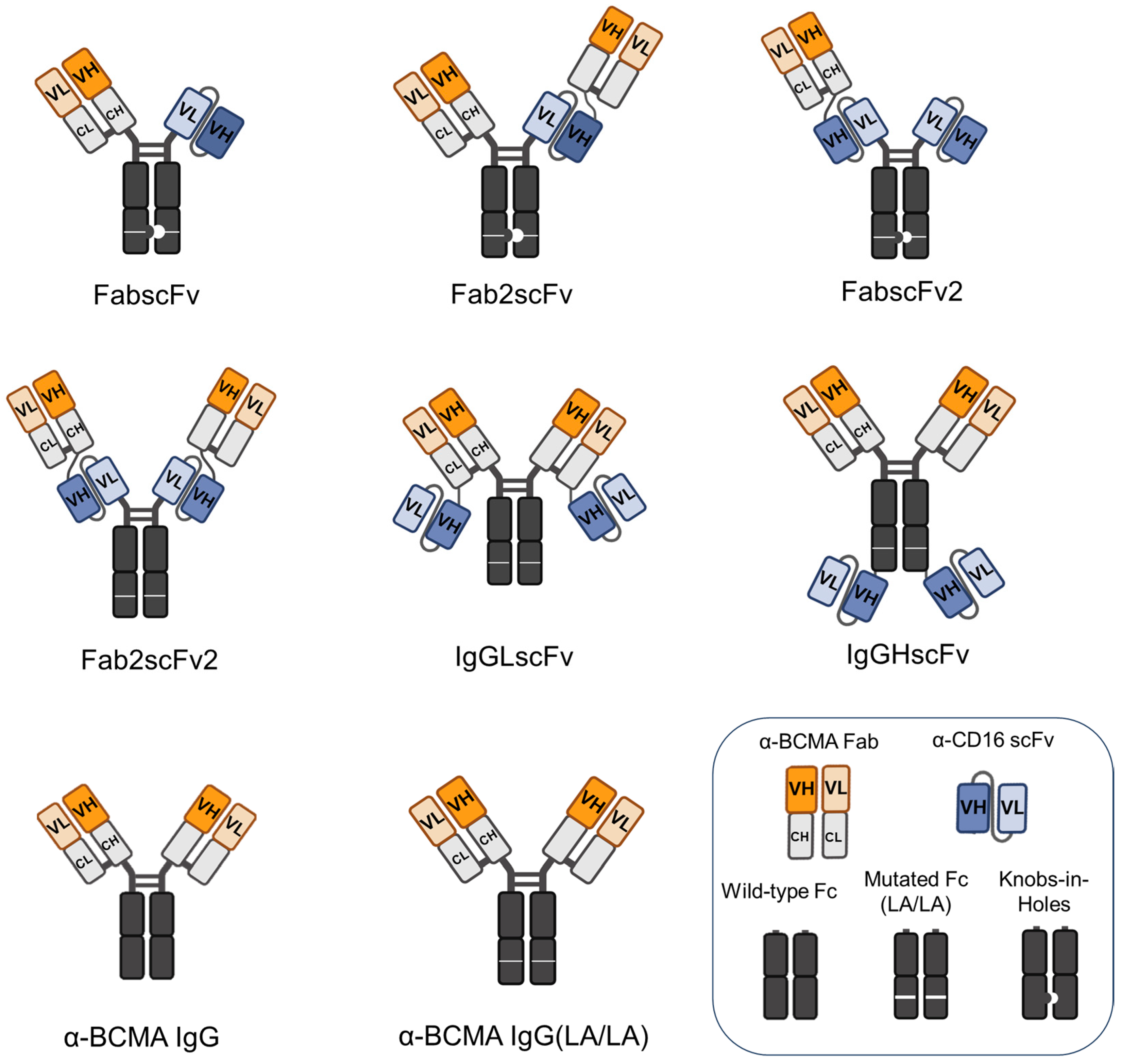 Antibodies 13 00097 g001