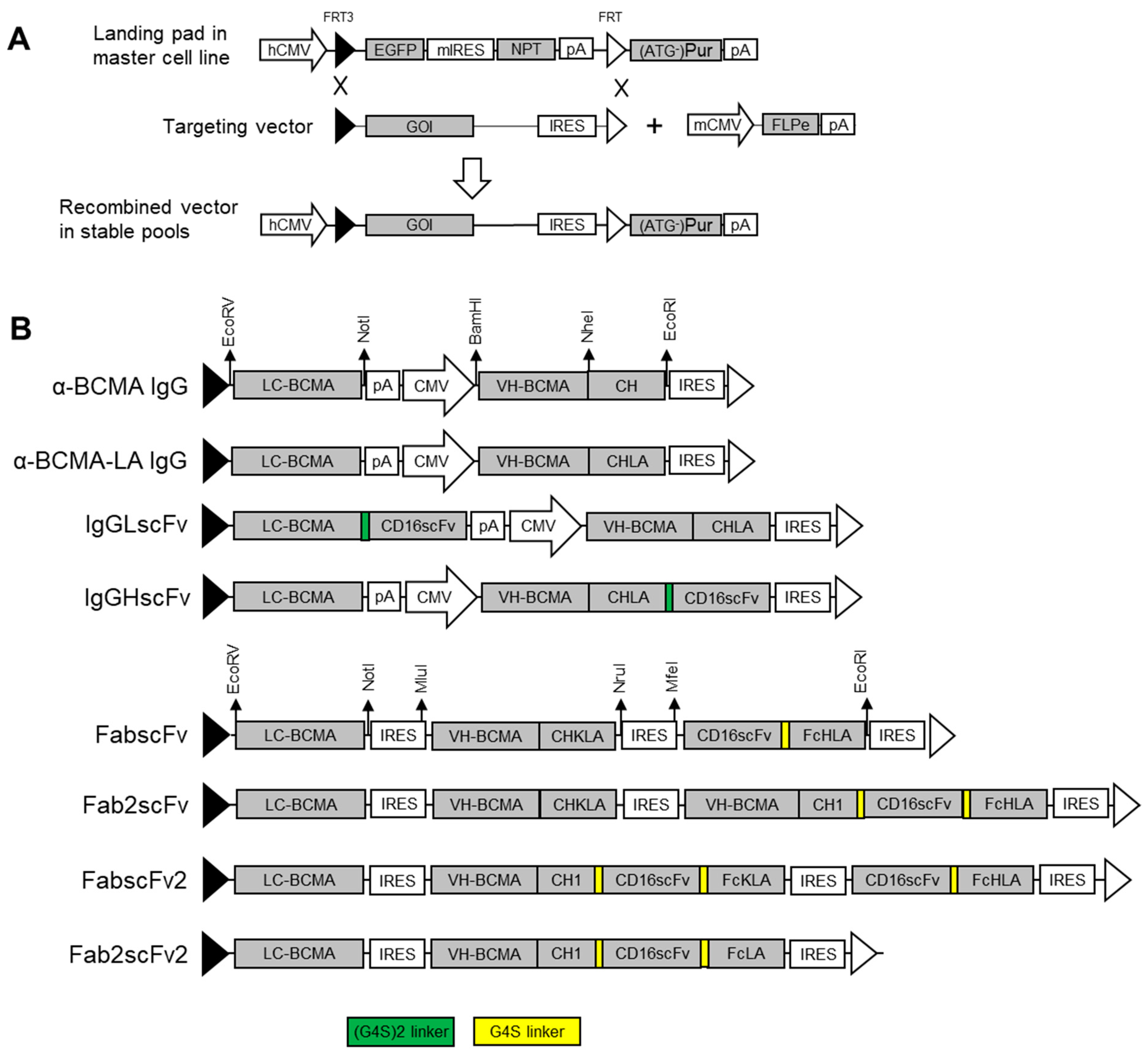 Antibodies 13 00097 g002