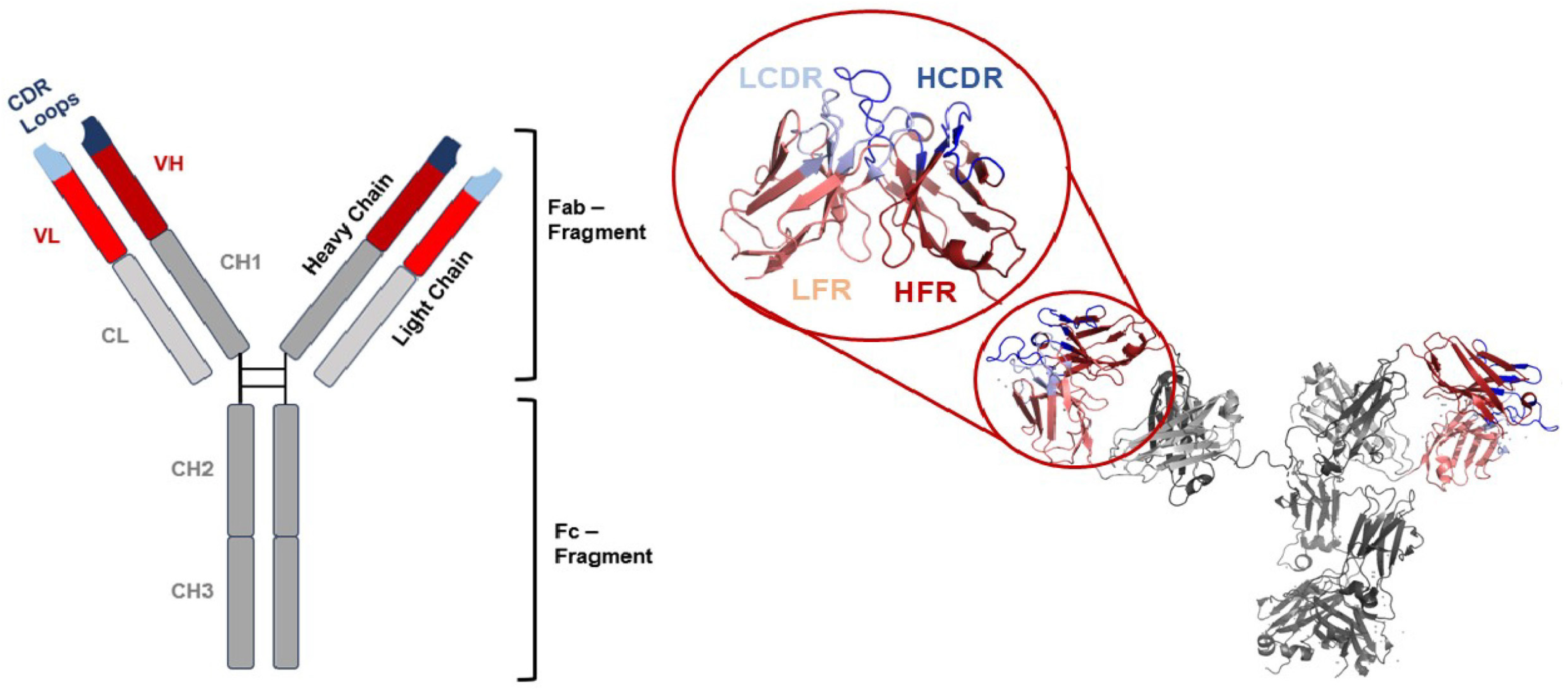 Antibodies 13 00099 g001 Antibodies 13 00099 g001