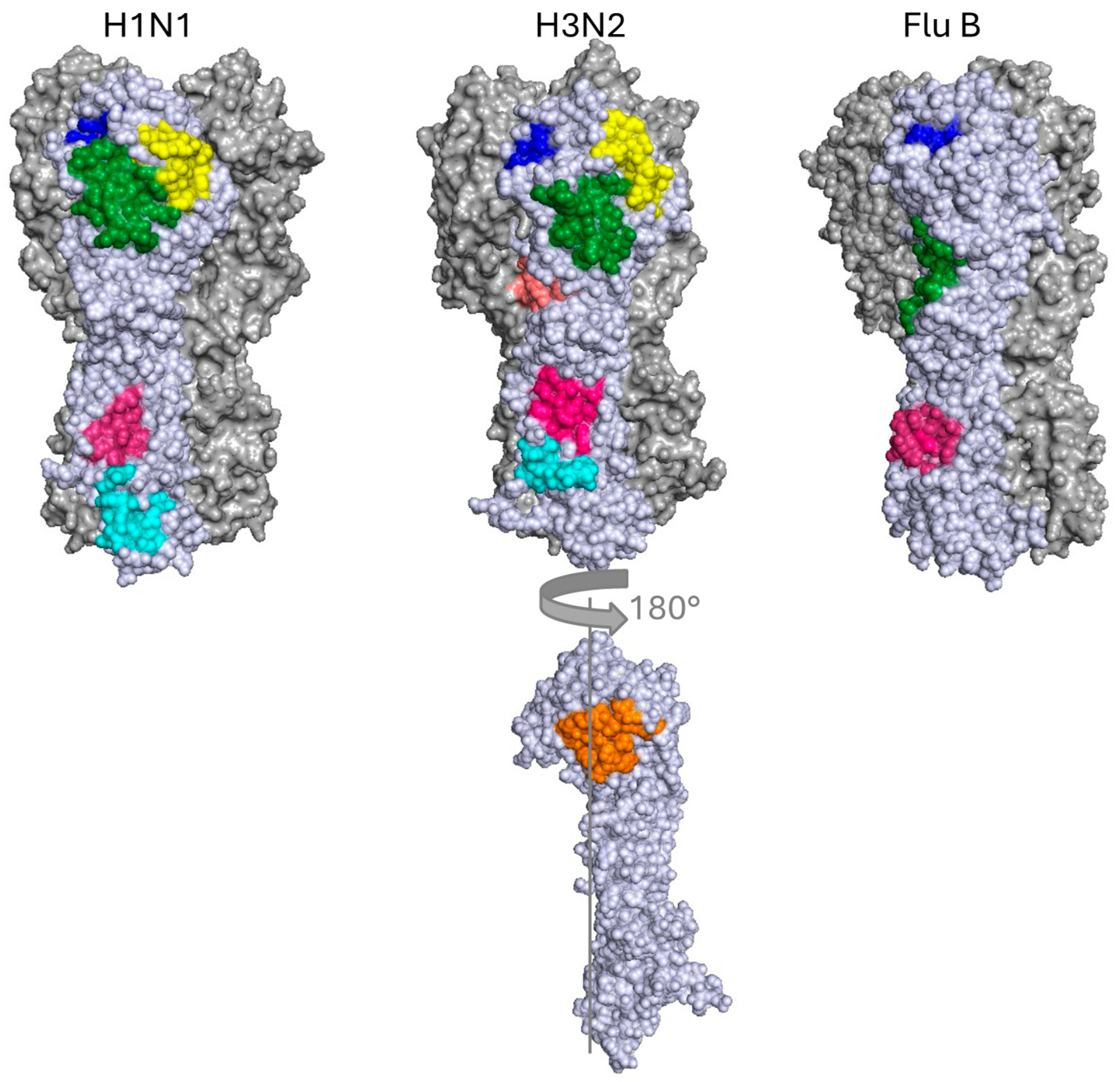 Antibodies 14 00004 g002 Antibodies 14 00004 g002