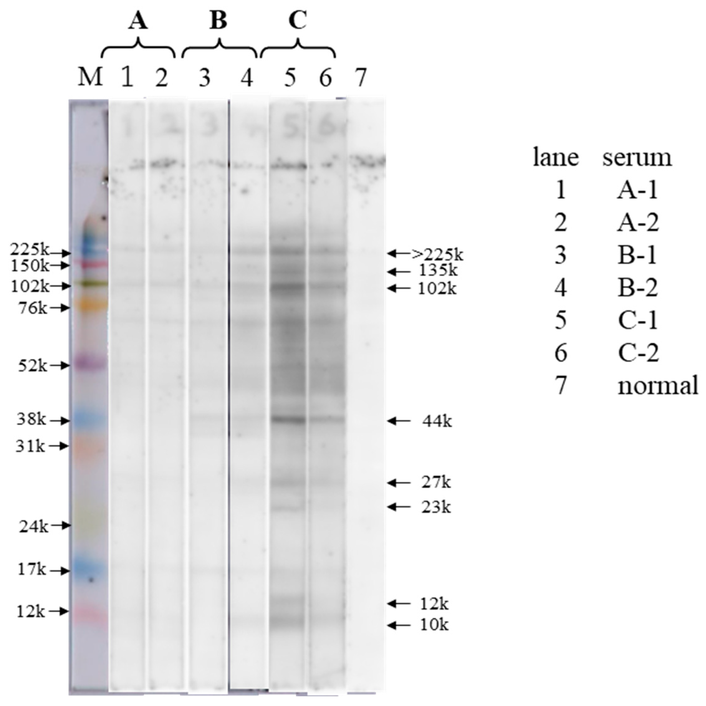 Antibodies 14 00019 g001