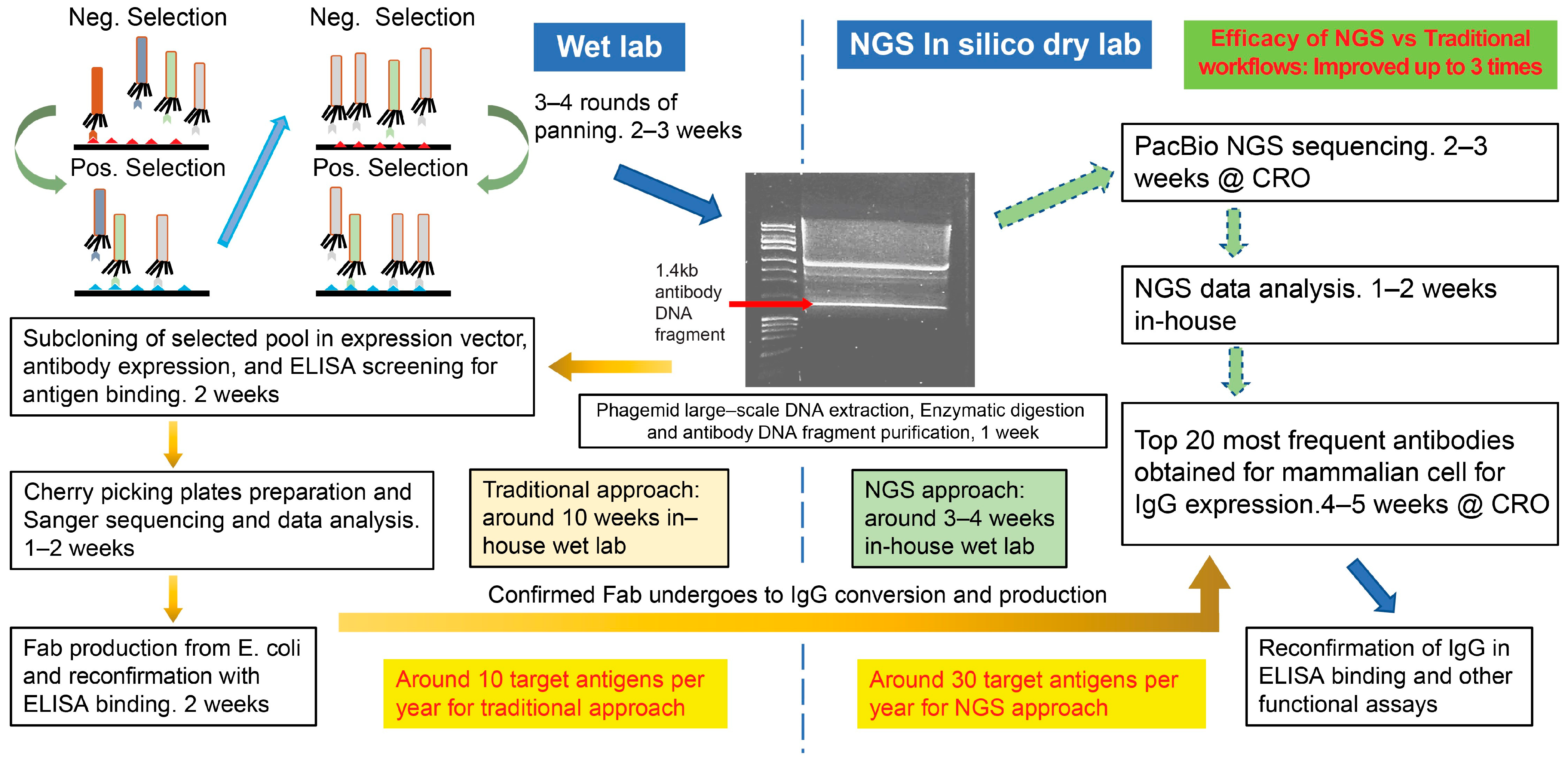 Antibodies 14 00028 g001