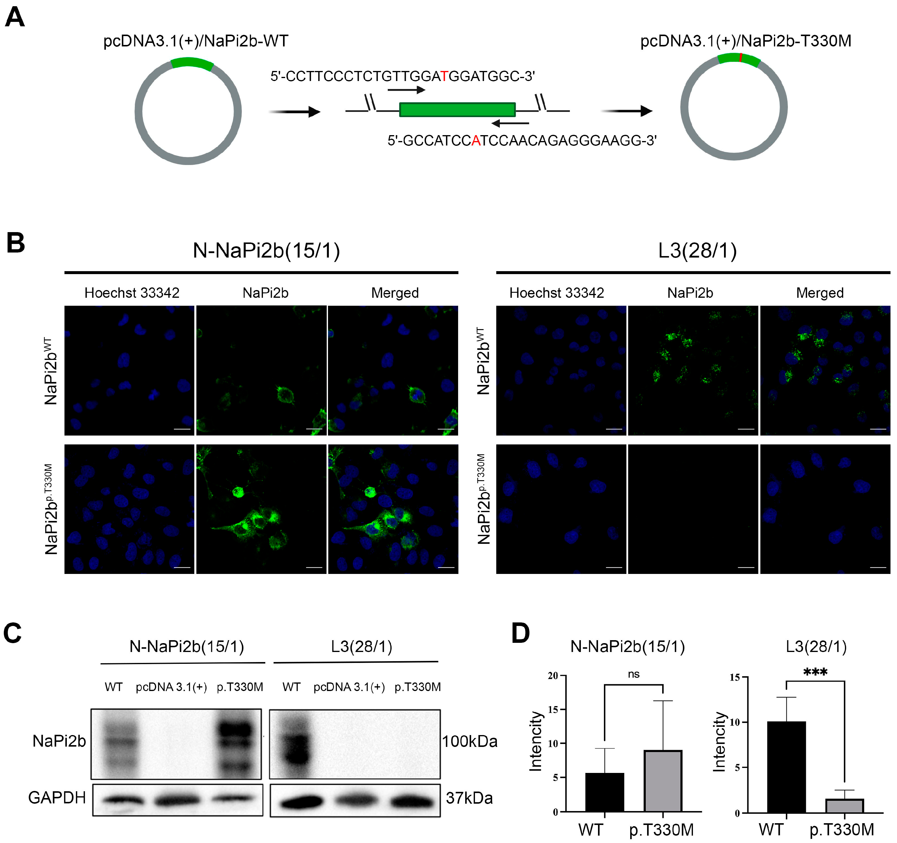 Antibodies 14 00030 g002