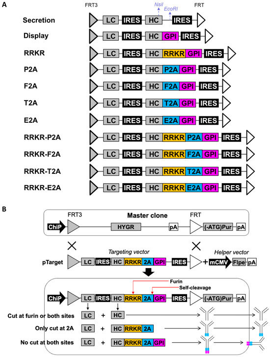 Antibodies 14 00038 g001
