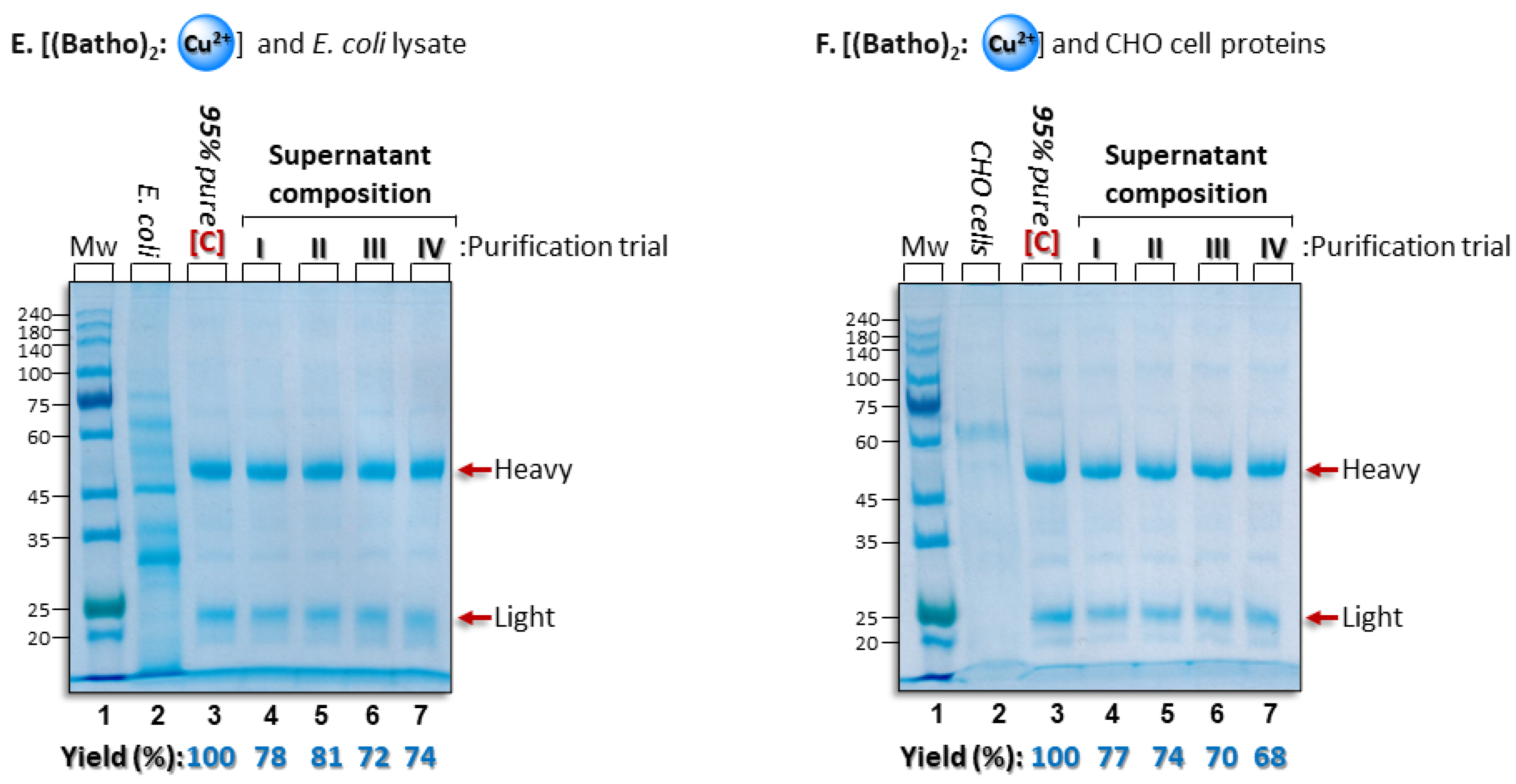 Antibodies 14 00040 g003b