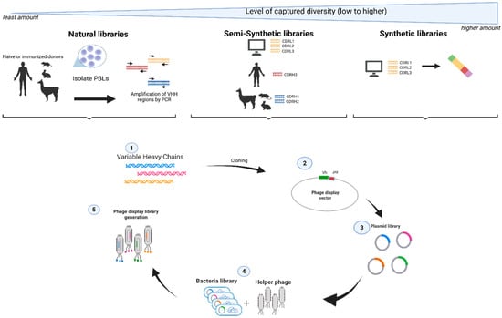 Antibodies 14 00071 g001