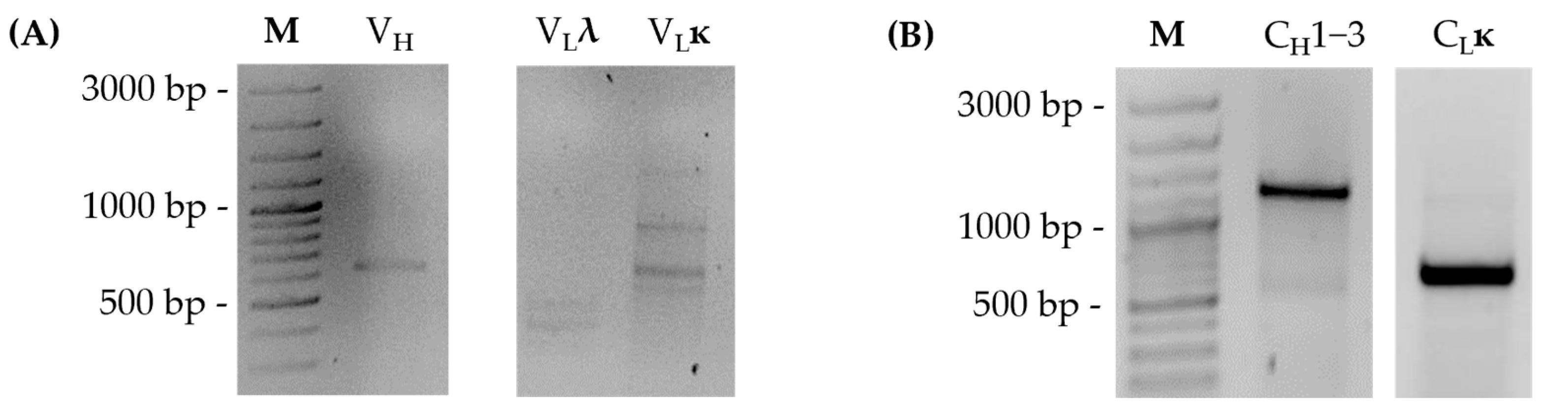 Antibodies 14 00072 g003