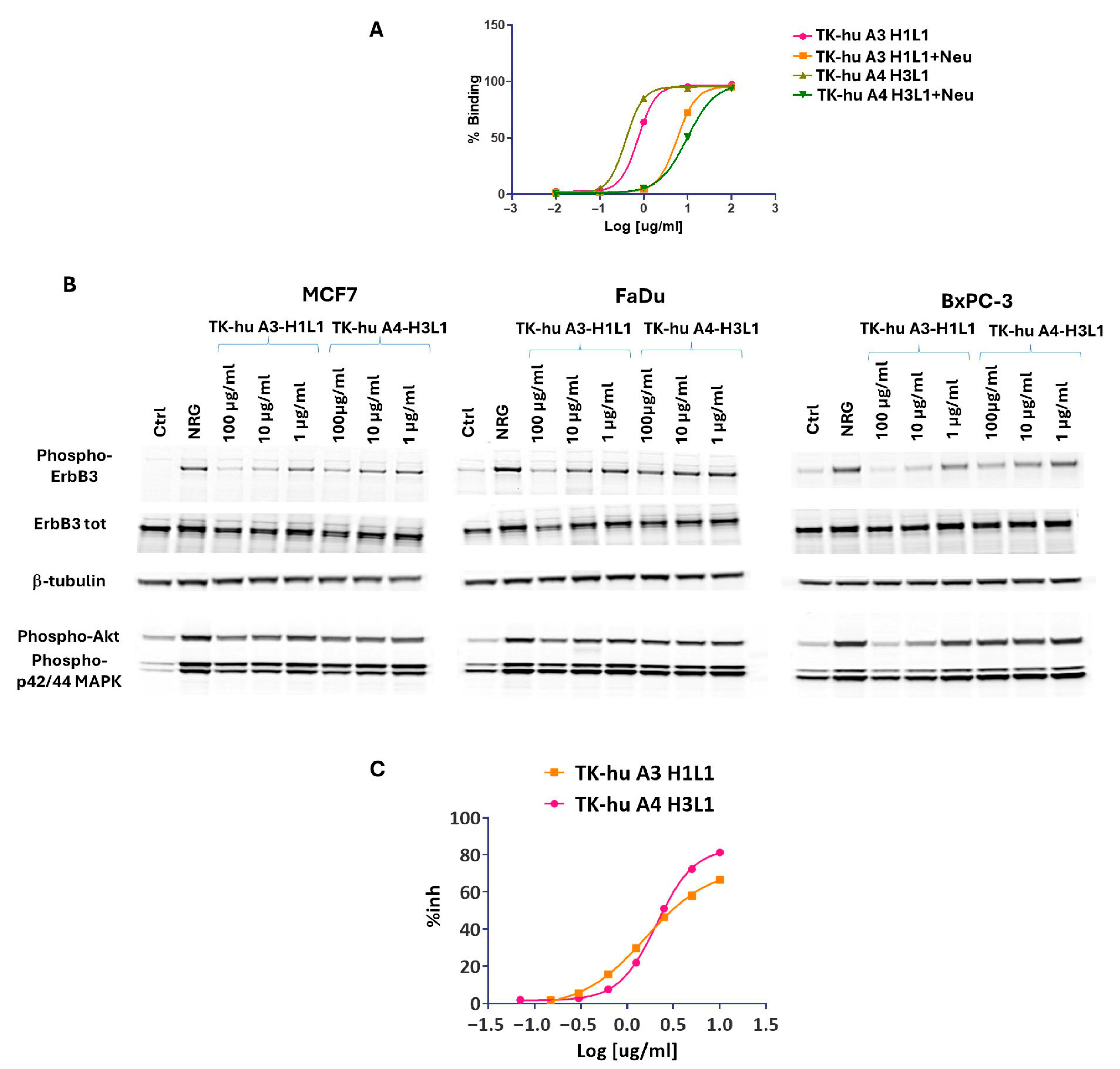 Antibodies 14 00084 g007 Antibodies 14 00084 g007