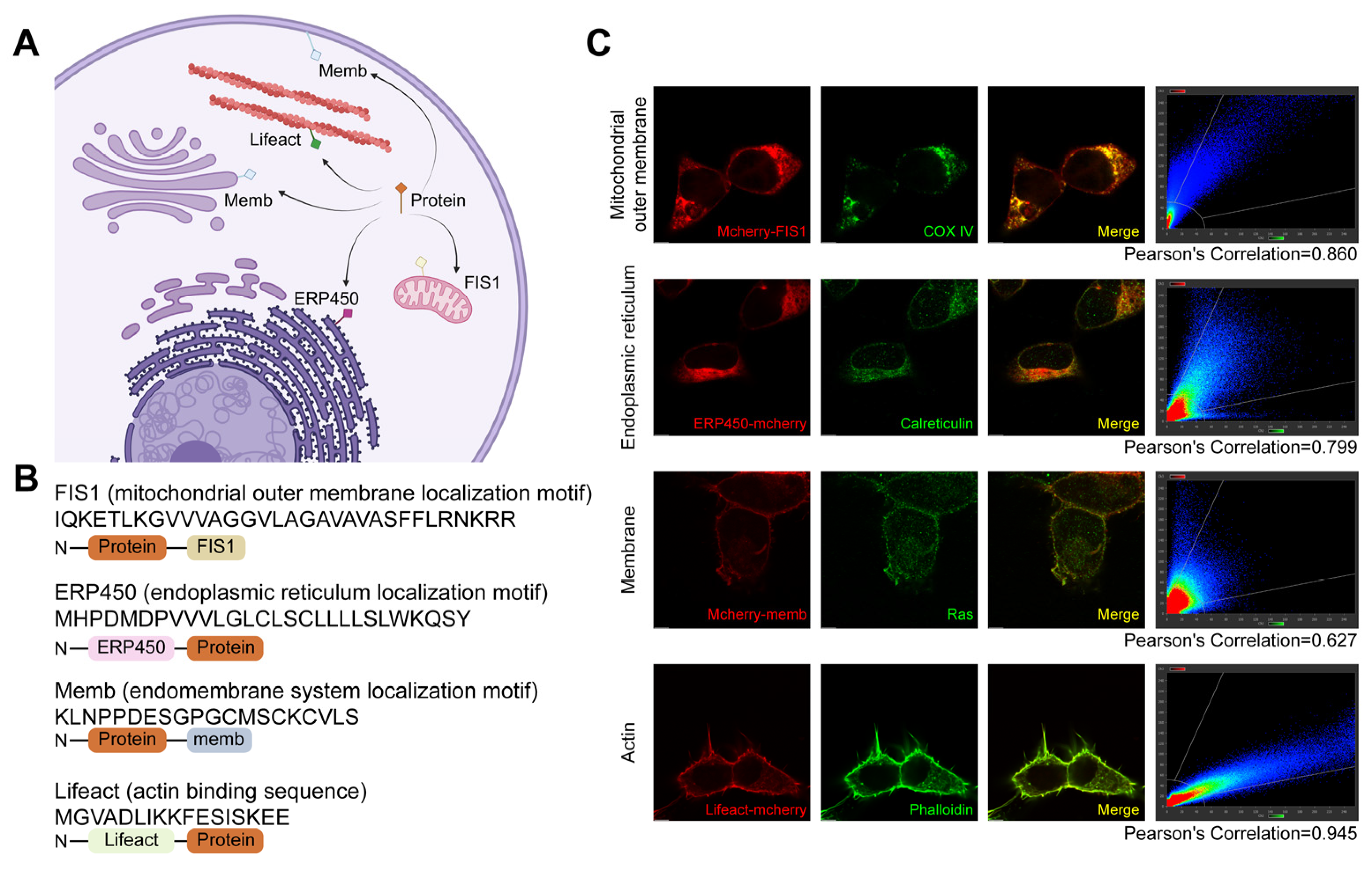 Antibodies 14 00088 g001 Antibodies 14 00088 g001