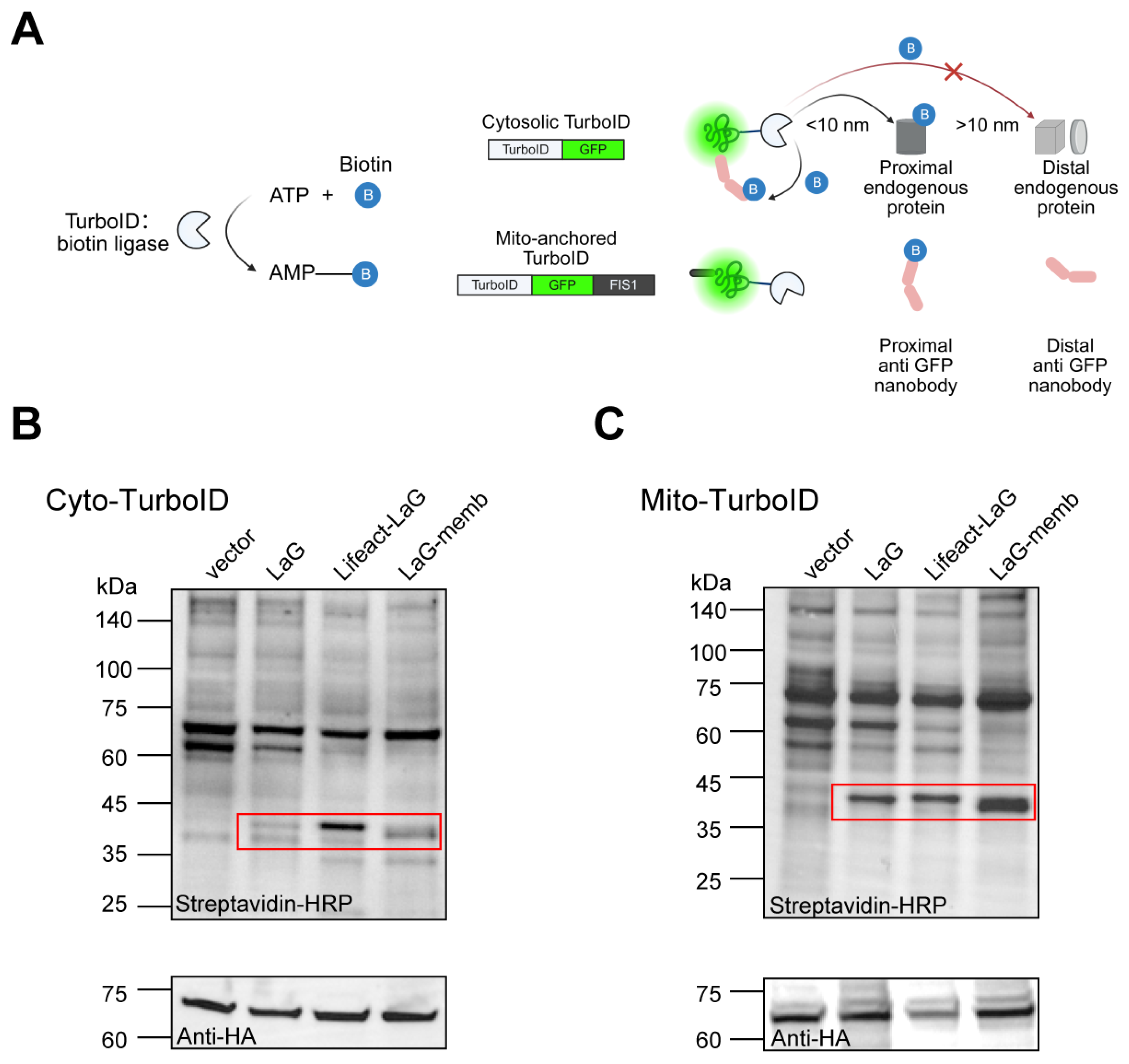 Antibodies 14 00088 g004 Antibodies 14 00088 g004