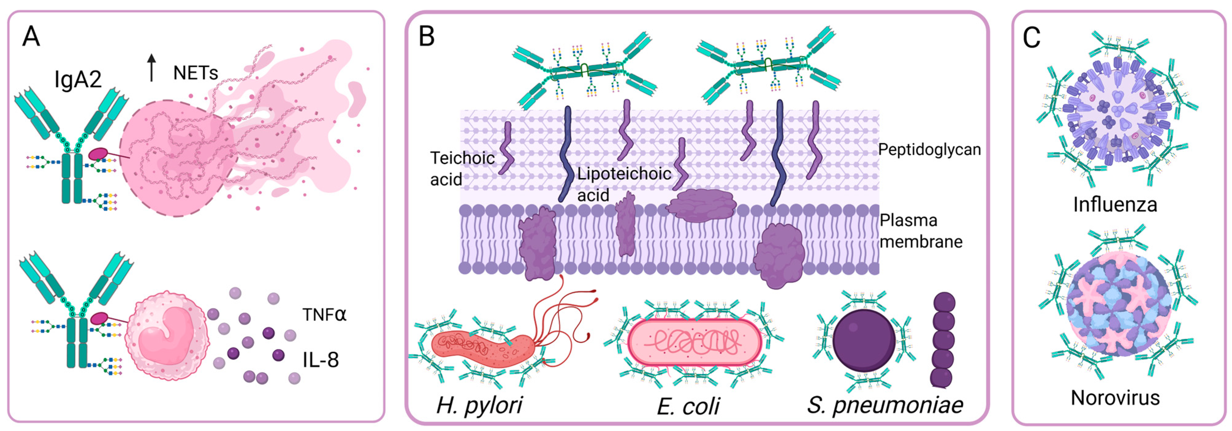 Antibodies 14 00093 g004