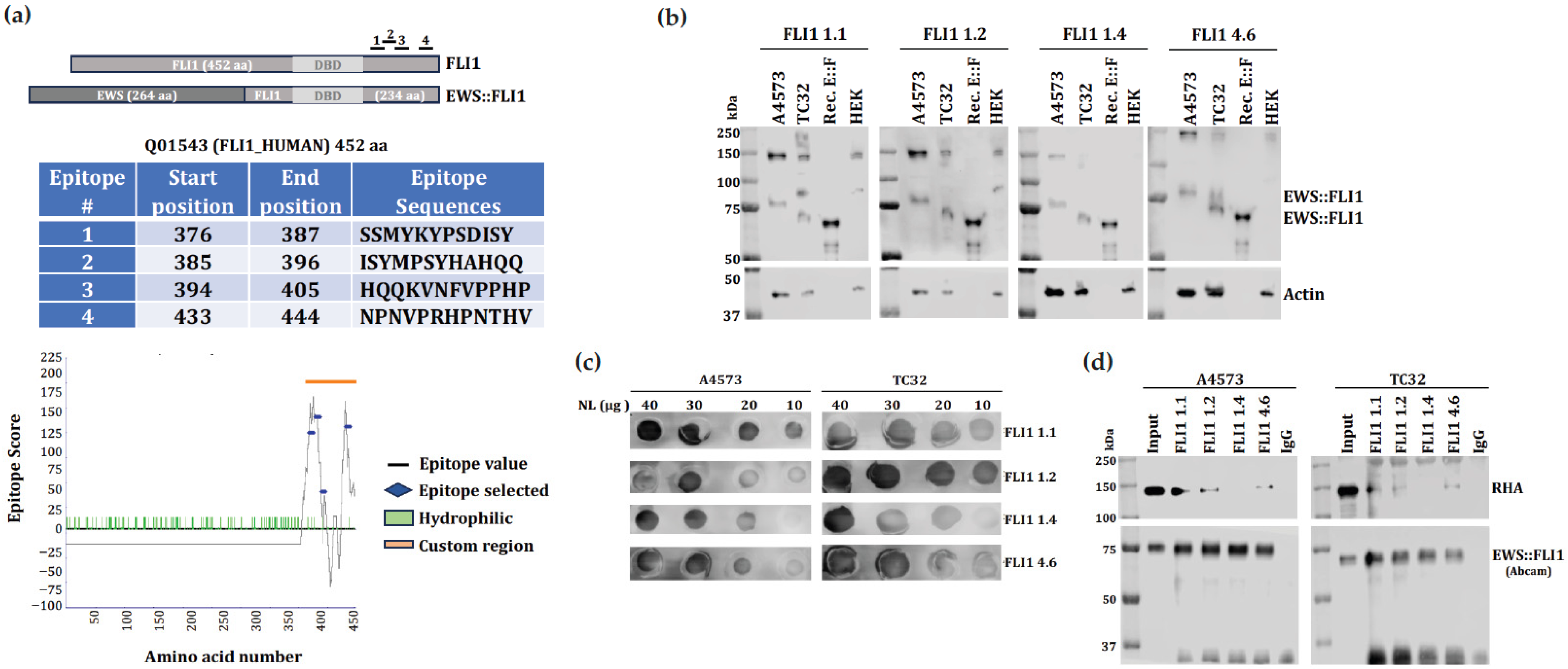Antibodies 14 00097 g001
