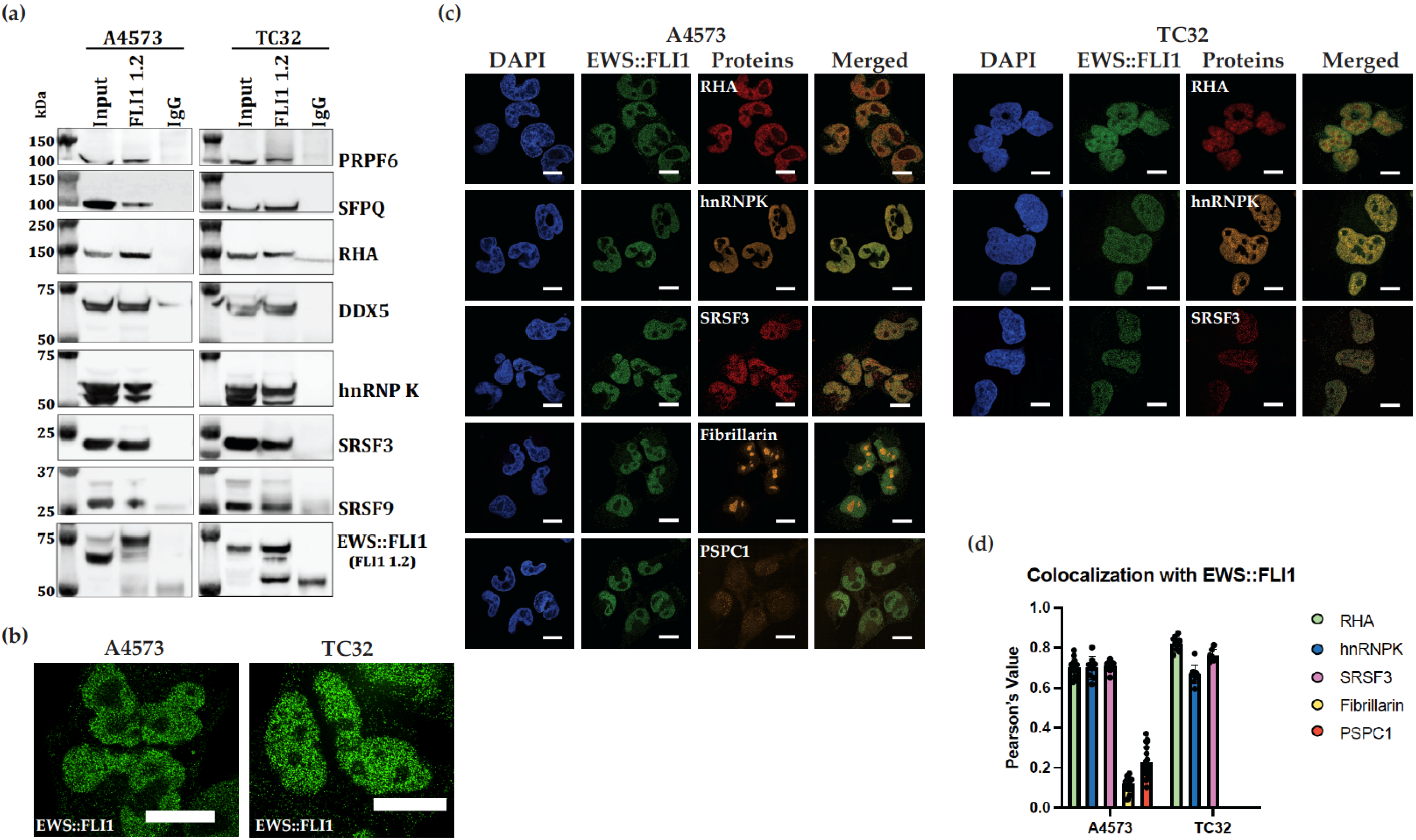 Antibodies 14 00097 g004