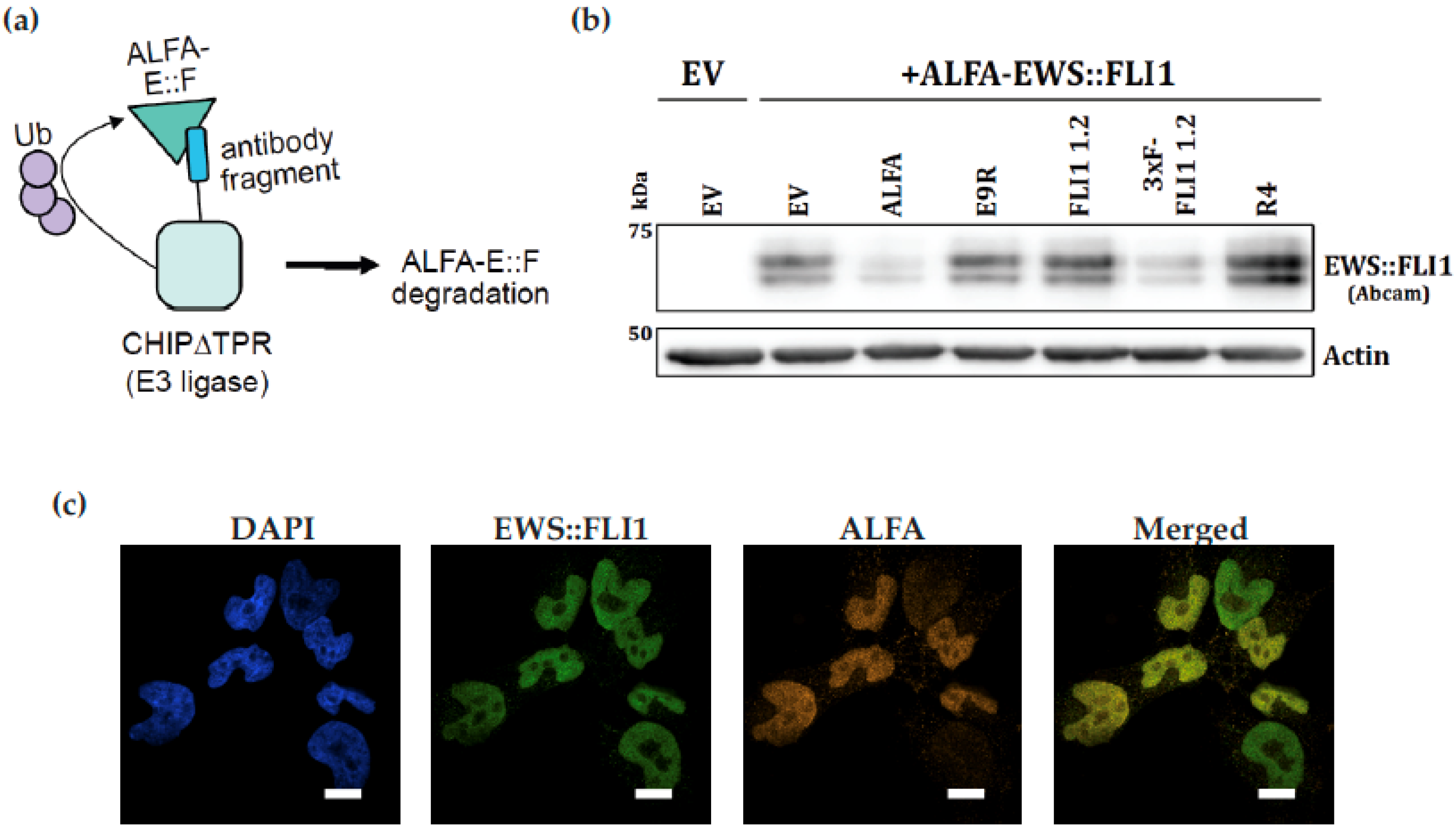 Antibodies 14 00097 g005