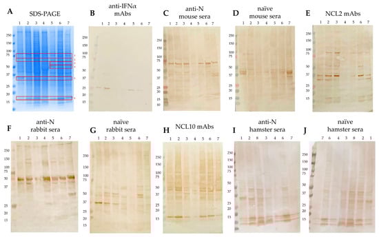 SDS-PAGE demonstrating autoreactivity zones (A) and Western blot analysis of cell lyzates developed with different antibodies: anti-IFNα mAbs (B), anti-N mouse sera (C), naïve mouse sera (D), NCL2 mAbs (E), anti-N rabbit sera (F), naïve rabbit sera (G), NCL10 mAbs (H), anti-N hamster sera (I), naïve hamster sera (J). The revealed bands are framed in red, and the red numbers indicate the mass spectrometry identification zones. The following cell lines are designated by the numbers: 1—MCF7; 2—HEK293; 3—THP1; 4—CaCo-2; 5—Hep2; 6—T98G; 7—A549; 8—CHO.