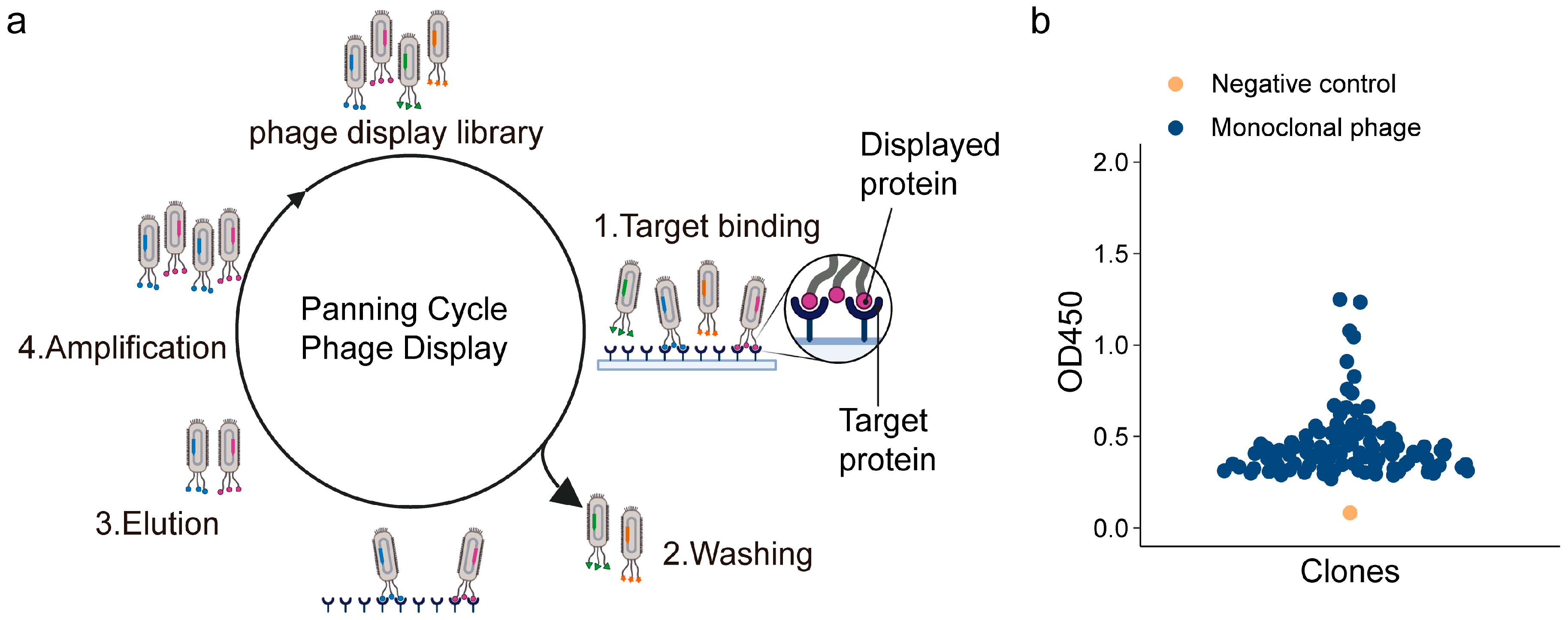 Antibodies 15 00034 g002 Antibodies 15 00034 g002