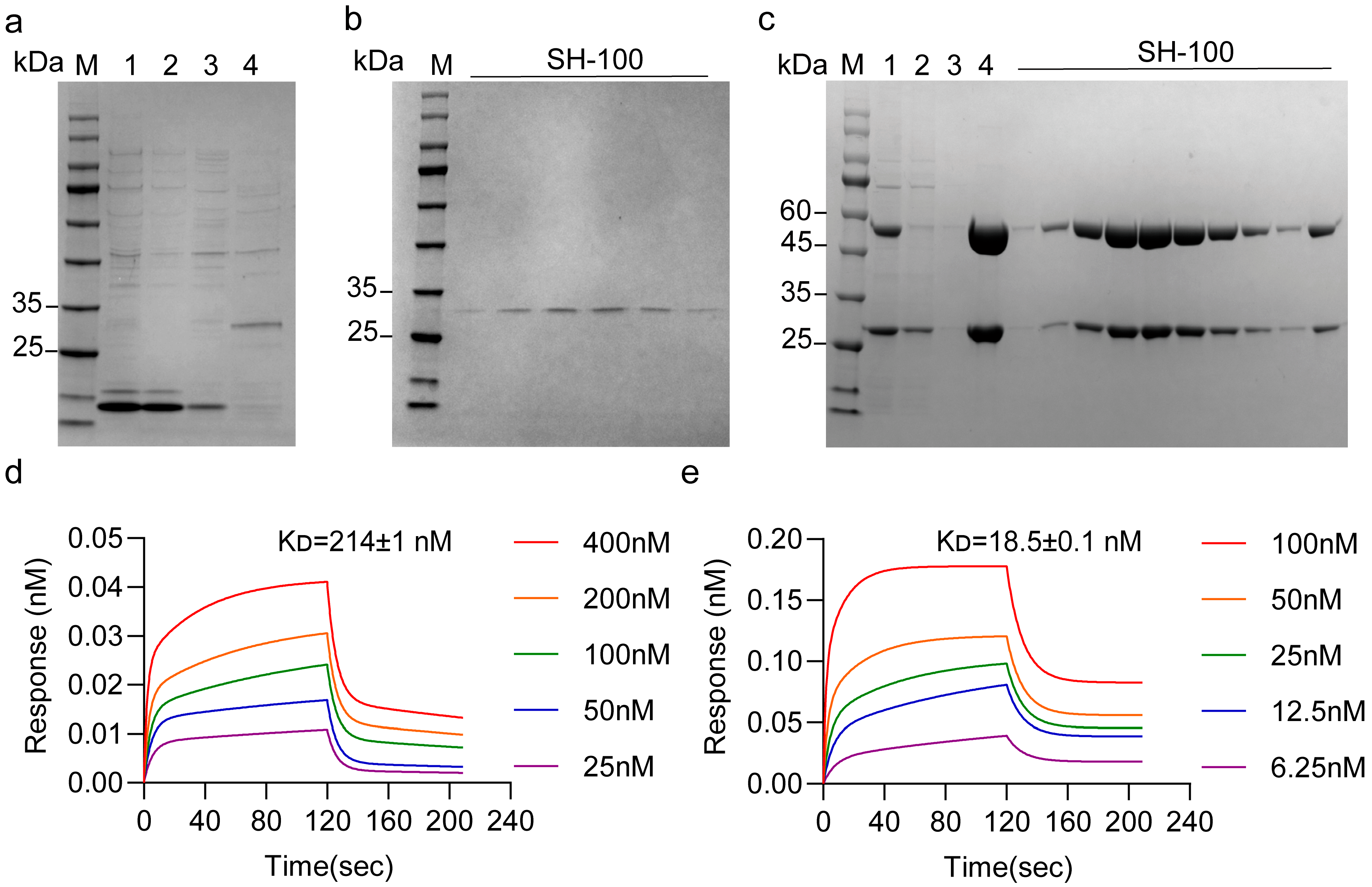 Antibodies 15 00034 g003 Antibodies 15 00034 g003
